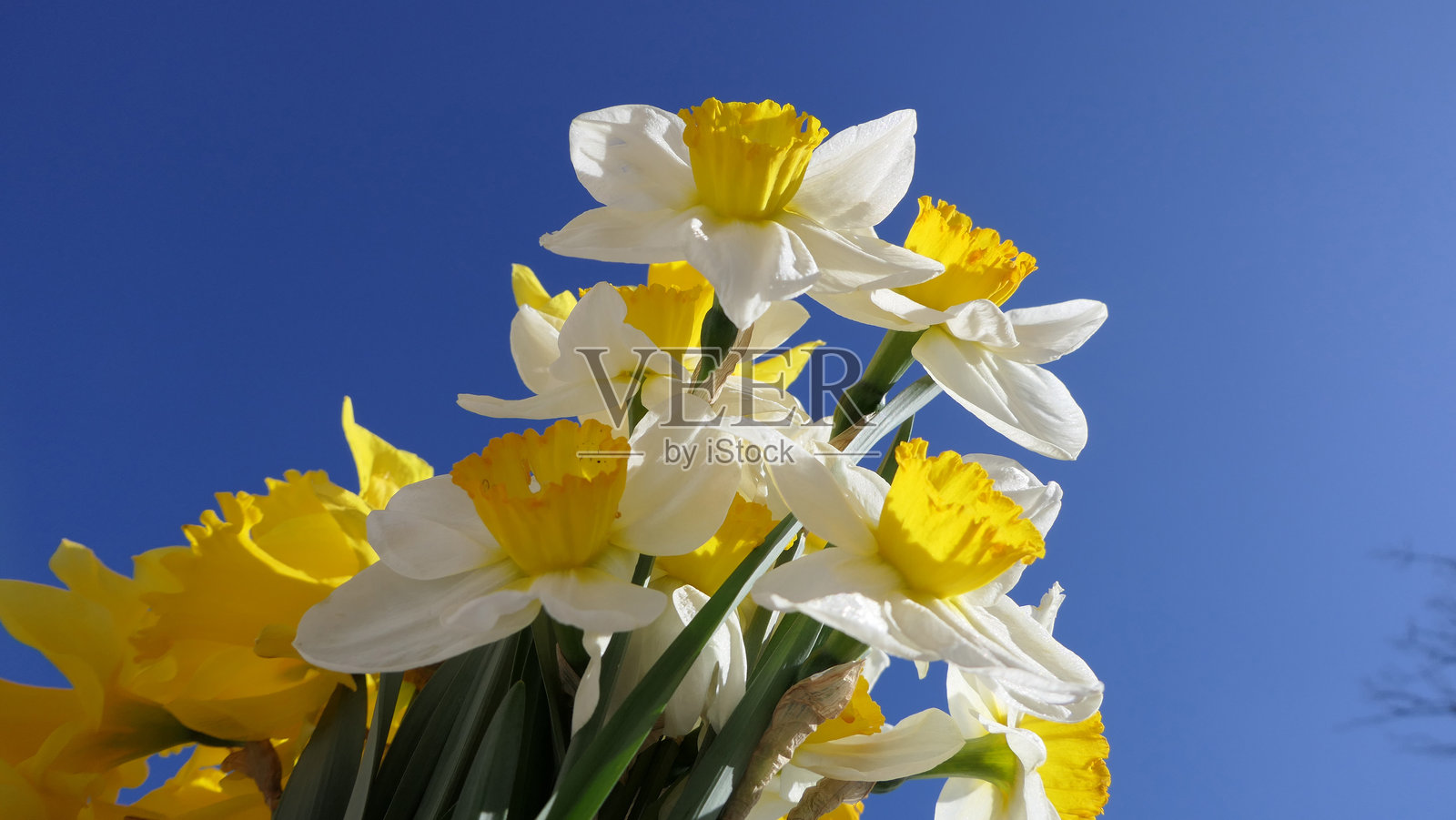 美丽的黄色水仙花束，背景是蓝天，留有文字和文案的空间照片摄影图片