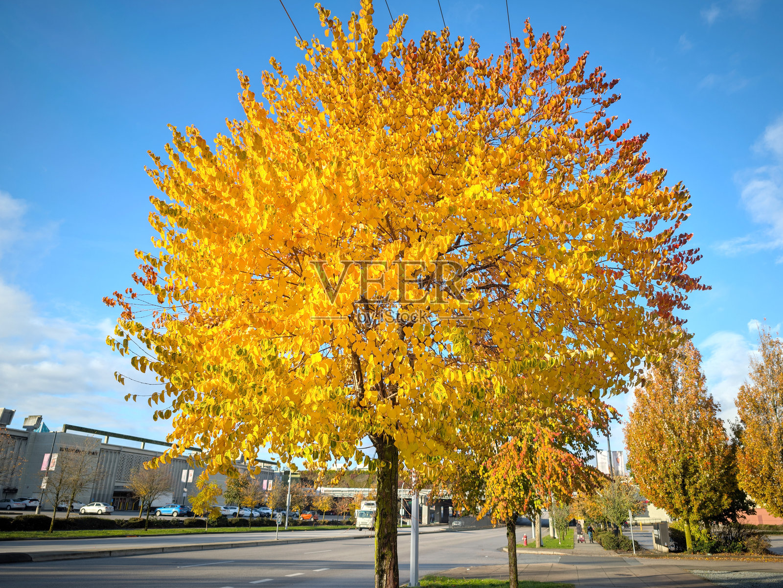 加拿大萨里市吉尔福德的秋季色彩照片摄影图片