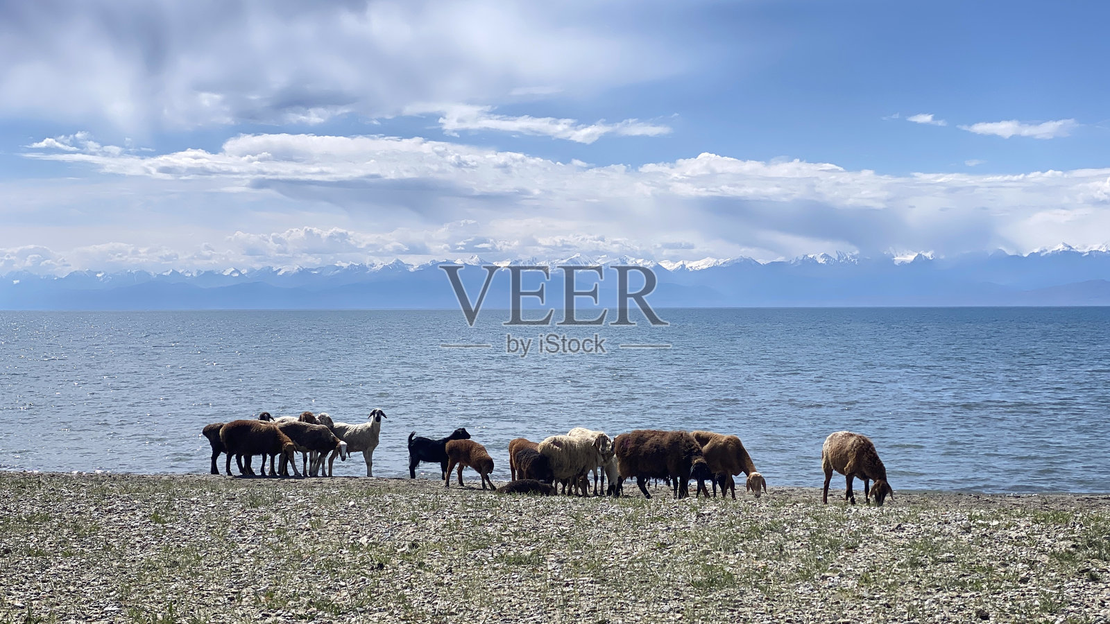 一小群羊在伊塞克湖岸边吃草。远处是雪山的景色。牧场上的牲畜。美丽的吉尔吉斯斯坦夏季风光。旅行照片摄影图片