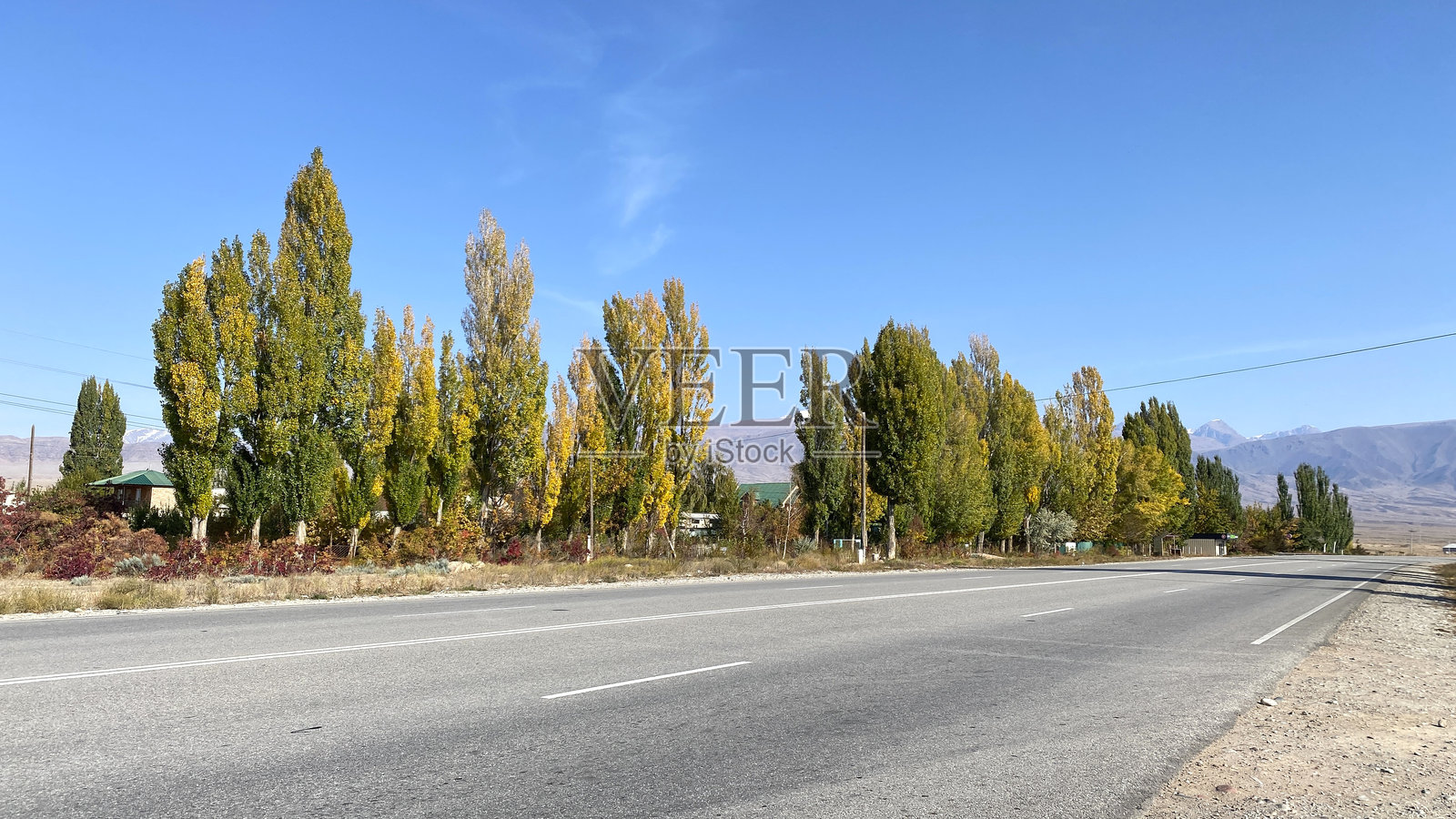 良好的铺装道路景观。冒险与旅游，徒步旅行。吉尔吉斯斯坦的早秋道路。绿色的柏树开始变黄。亚洲旅行。照片摄影图片