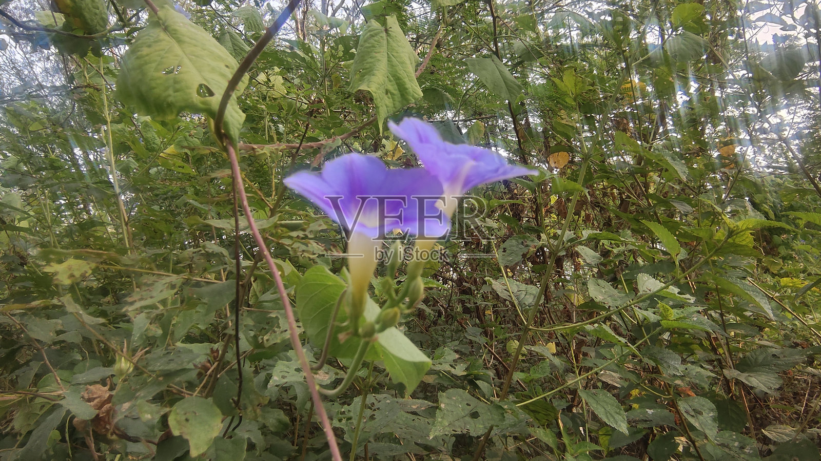 紫色牵牛花照片摄影图片