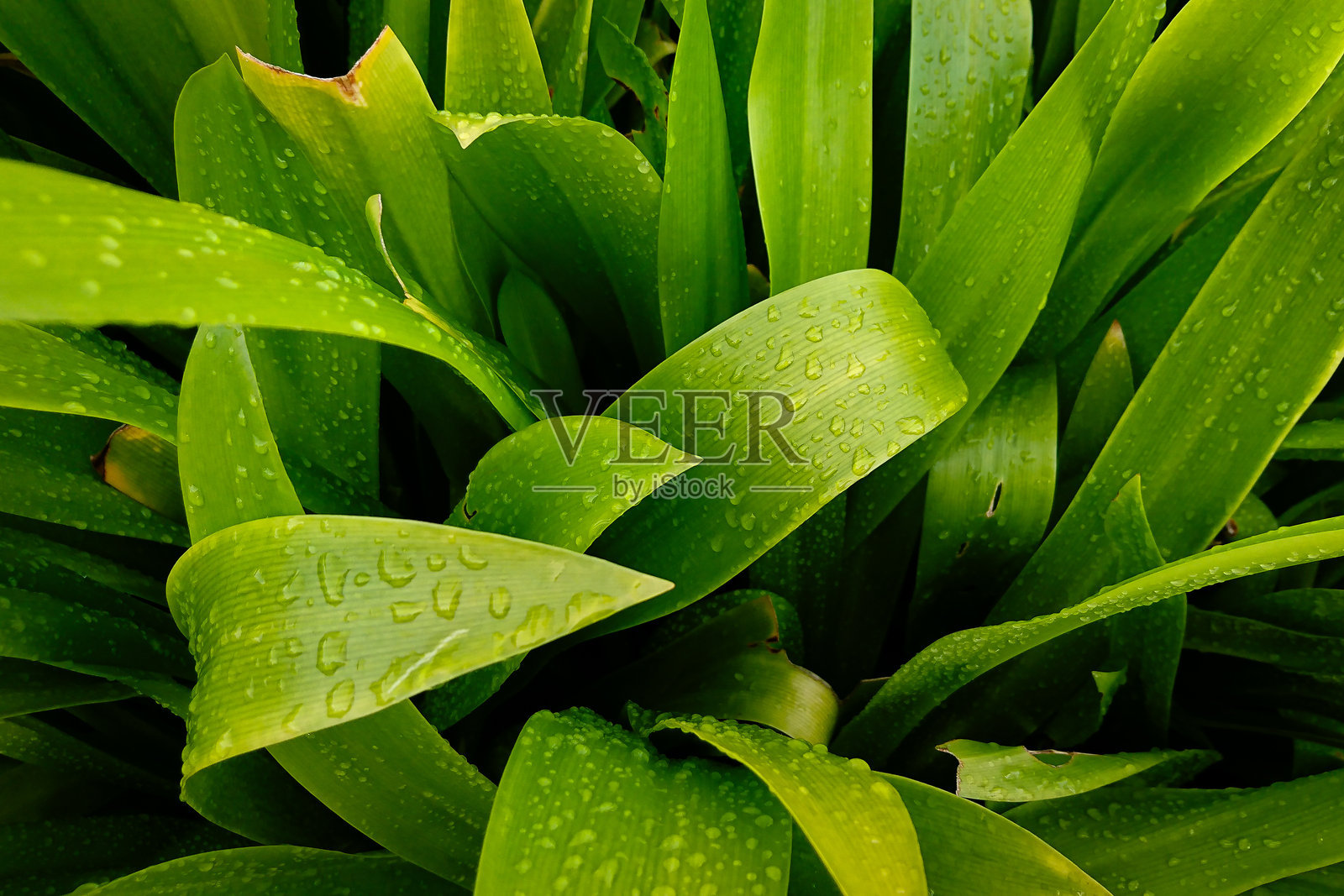 雨后的树叶。照片摄影图片