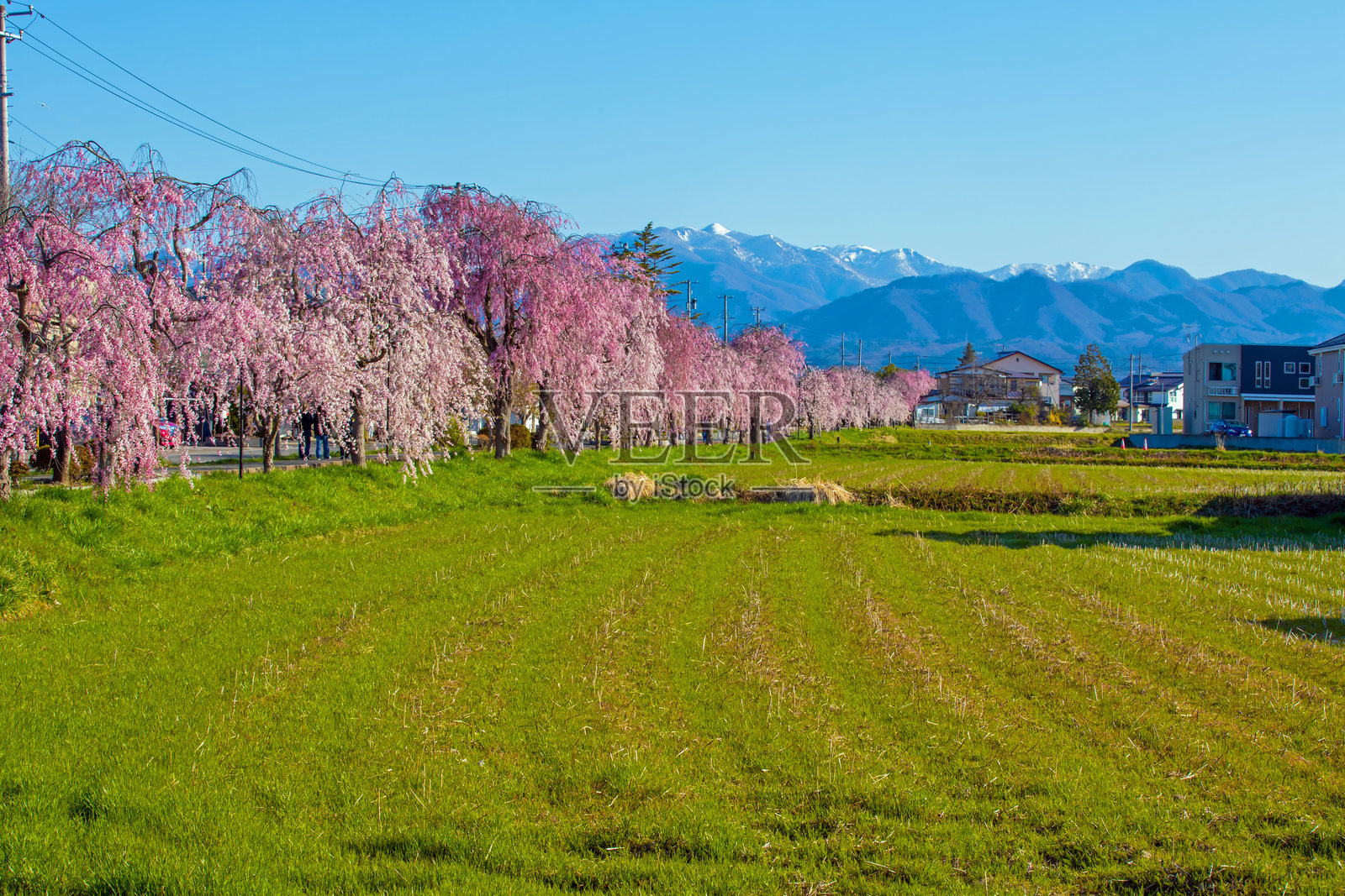 福岛县喜多方市的二川线沿线垂枝樱花树照片摄影图片