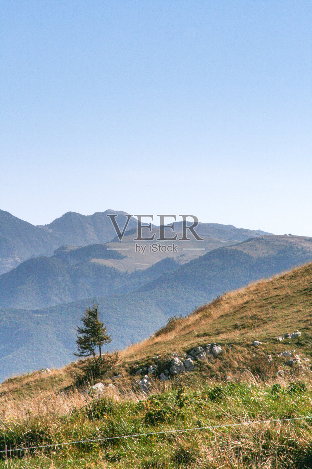 单独的松树与山脉照片摄影图片