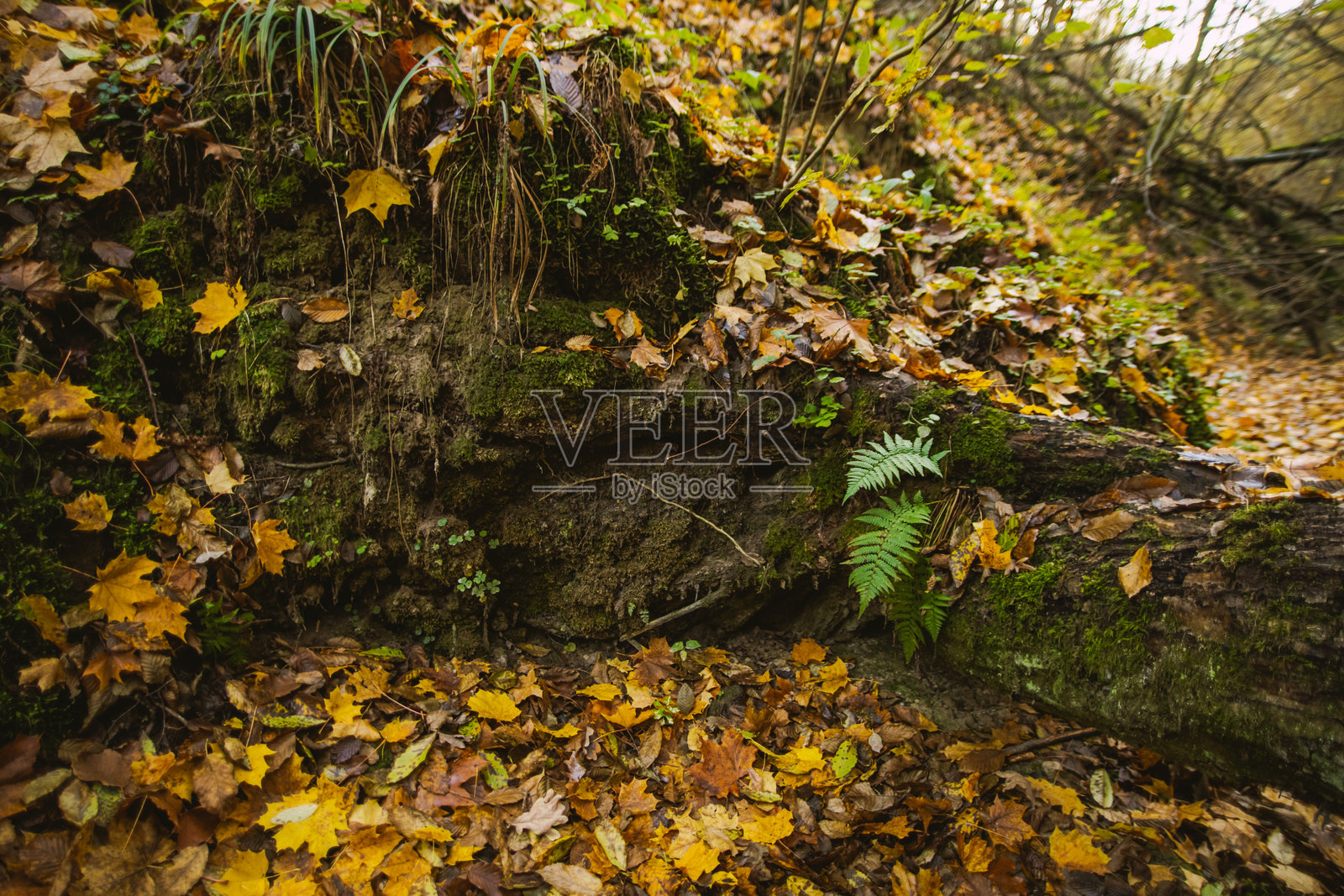 秋季森林中的绿色蕨类植物。照片摄影图片