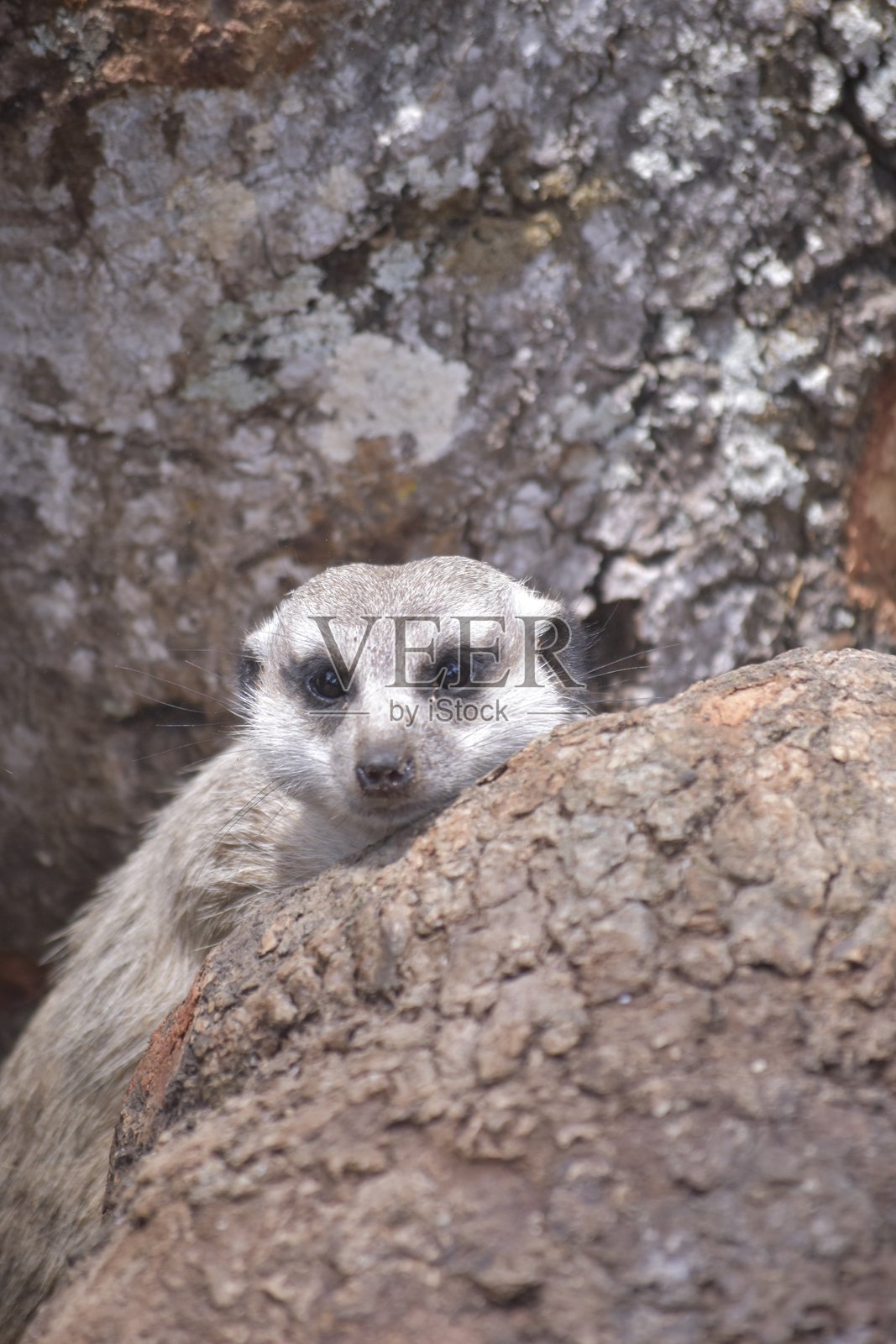 细尾狐獴照片摄影图片