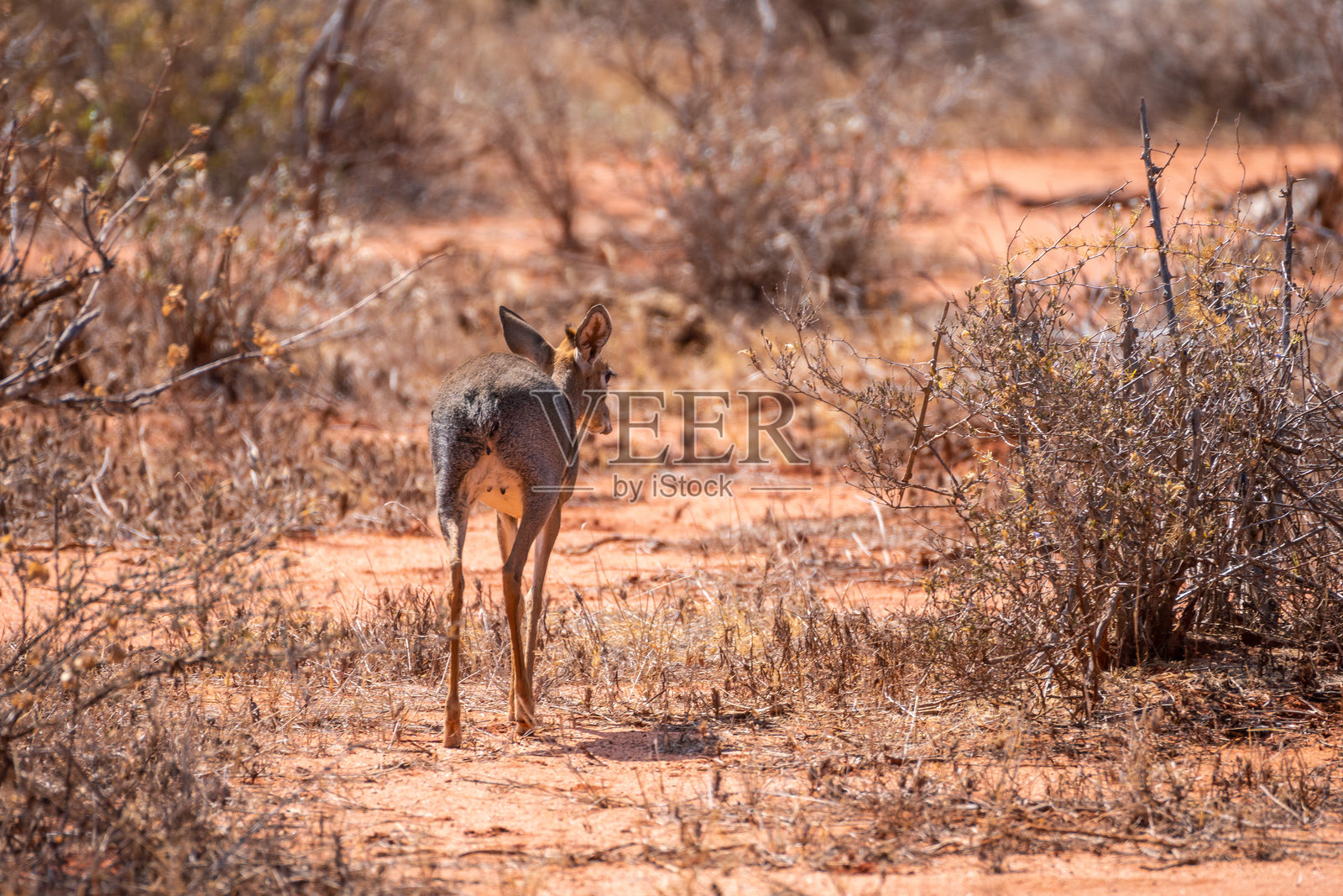 一只鹿站在肯尼亚塔萨沃东部国家公园的泥土上照片摄影图片