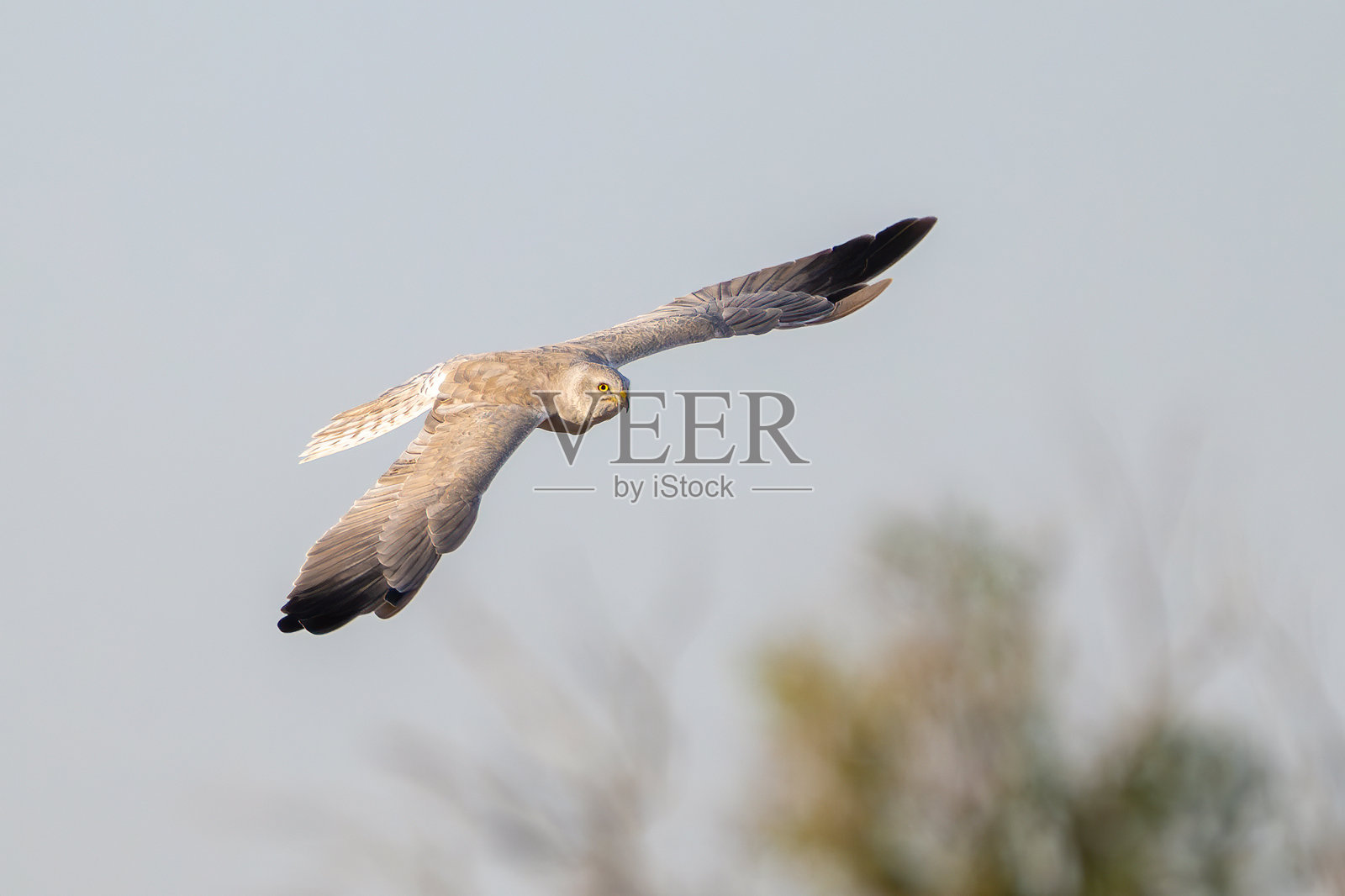 蒙塔古的苍鹰（Circus pygargus）在野外飞行照片摄影图片