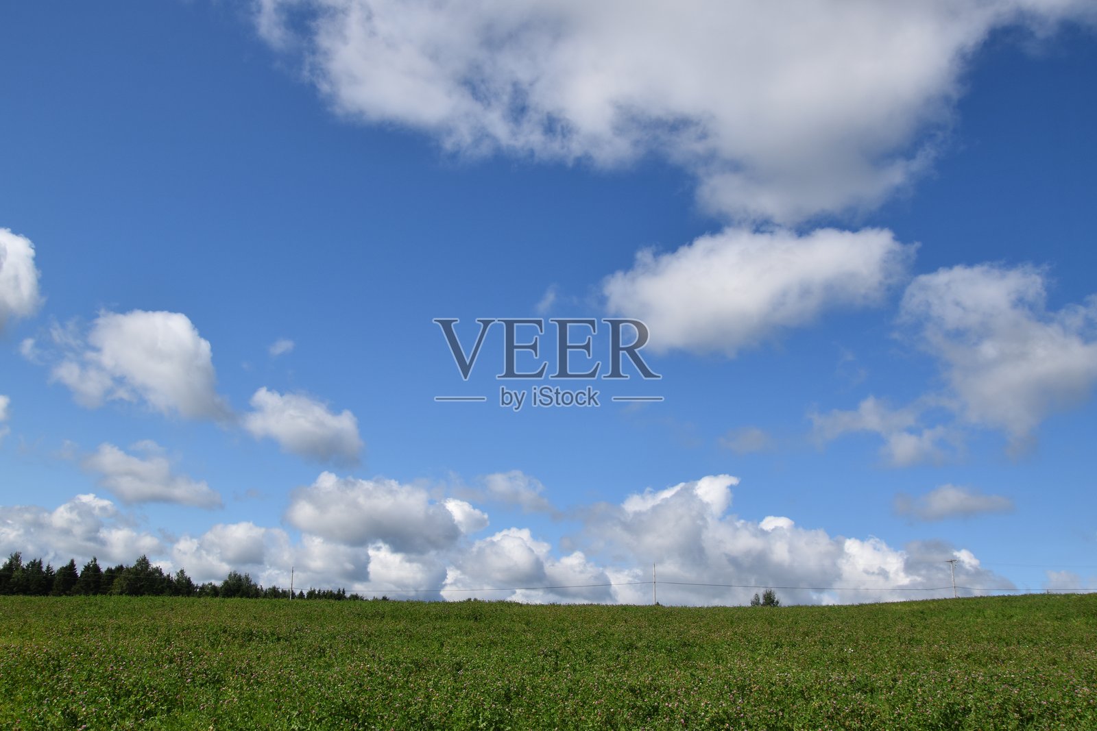 一片三叶草田照片摄影图片