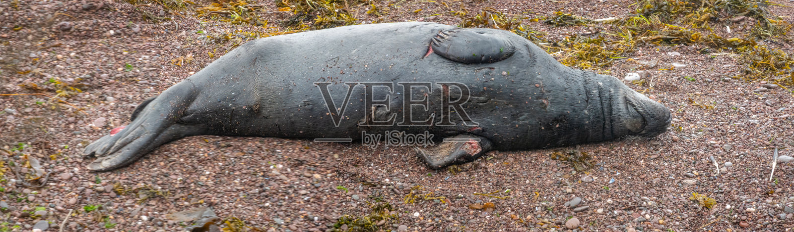 受伤的灰海豹特写，身上有多处来自鲨鱼攻击的伤痕，加拿大魁北克省佩尔西的博纳文图尔岛， gaspésie半岛照片摄影图片