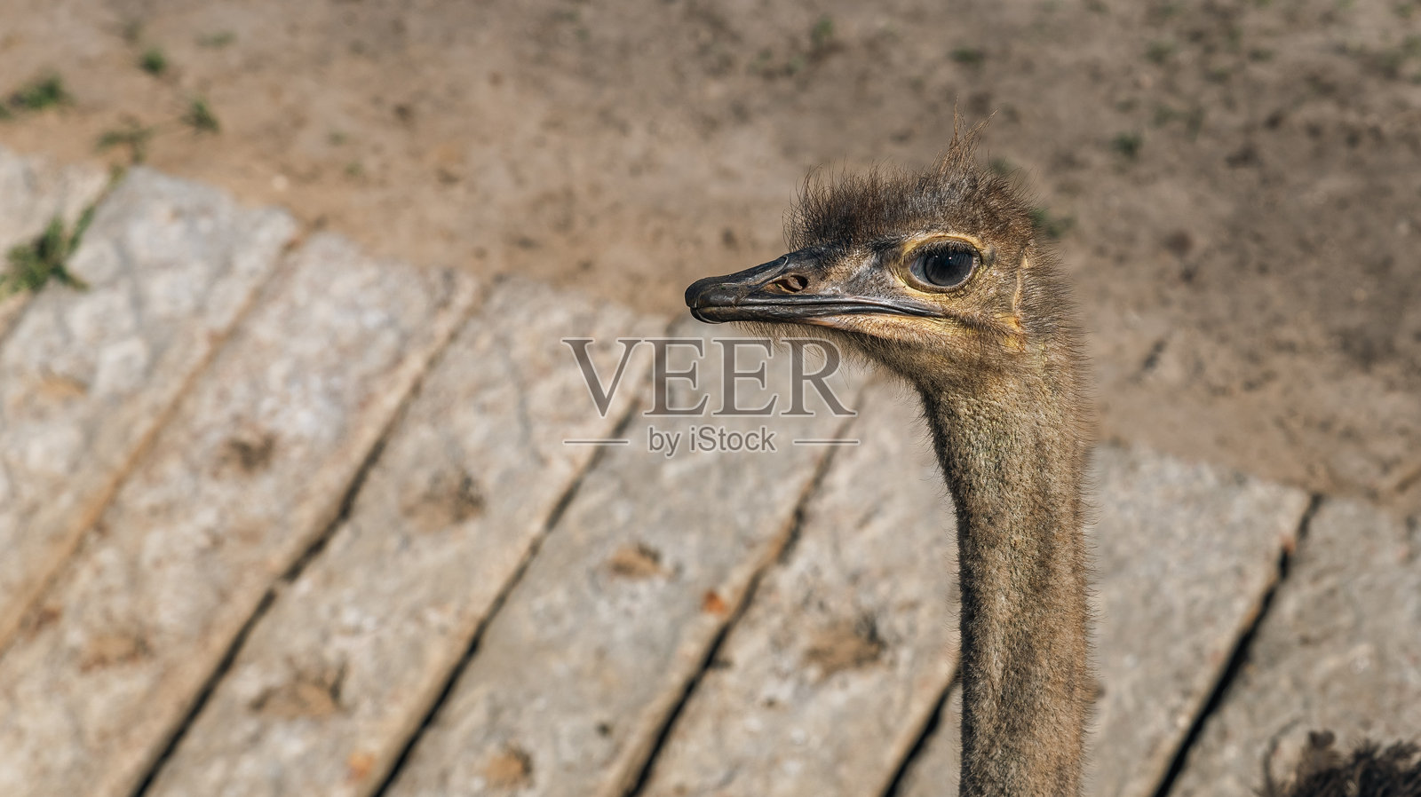 鸵鸟头部特写，展示其独特的羽毛和富有表现力的眼睛，置身于自然栖息地。鸵鸟头部特写。照片摄影图片