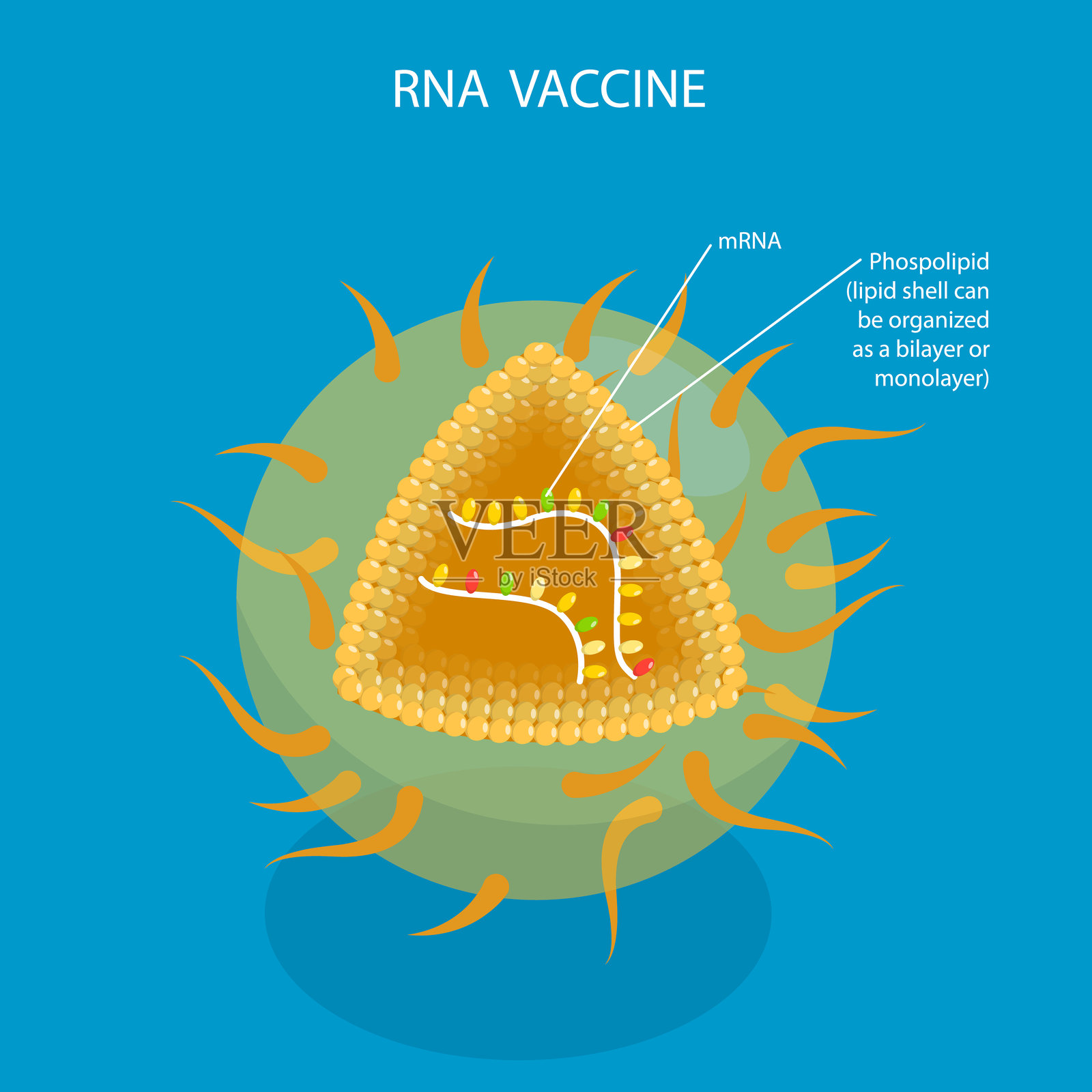 RNA疫苗的3D等距平面矢量插图插画图片素材
