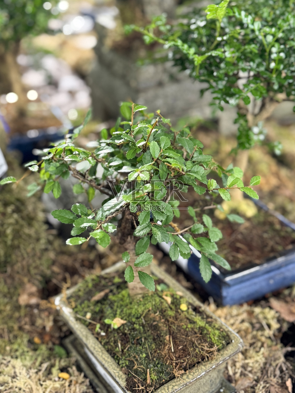 特写镜头展示了迷你室内榆树（Ulmus parvifolia）盆栽，放置在花园中心的货架上，装在浅长方形陶瓷花盆中，出售的盆栽树木，盆景苗圃，俯视图，重点在前景。照片摄影图片