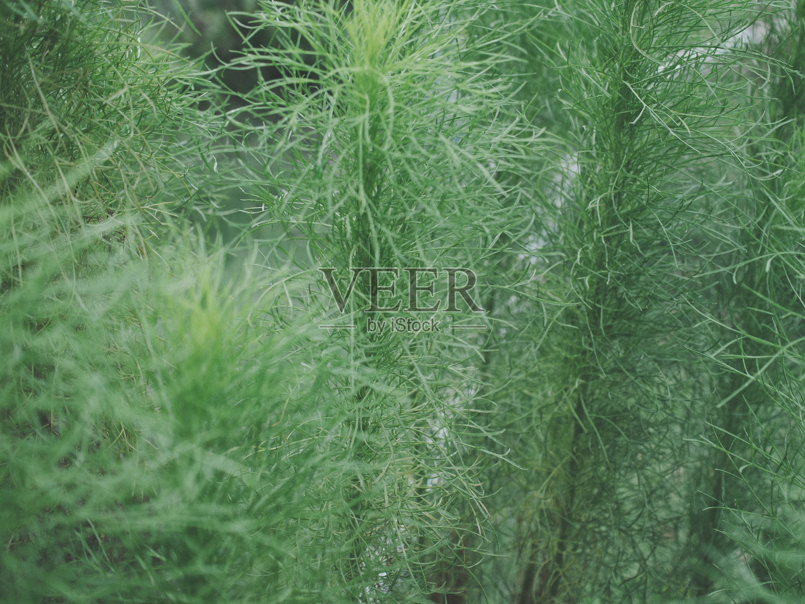 绿色自然照片摄影图片