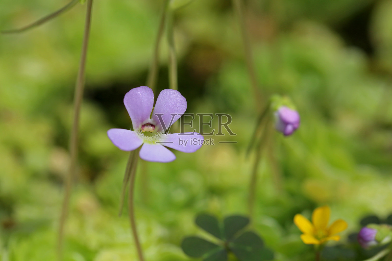 常见的黄油草照片摄影图片