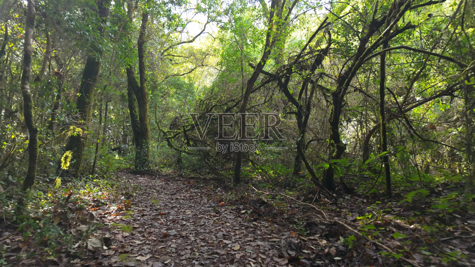 葡萄牙科英布拉康德萨的穆罗斯河小径上的神秘森林照片摄影图片