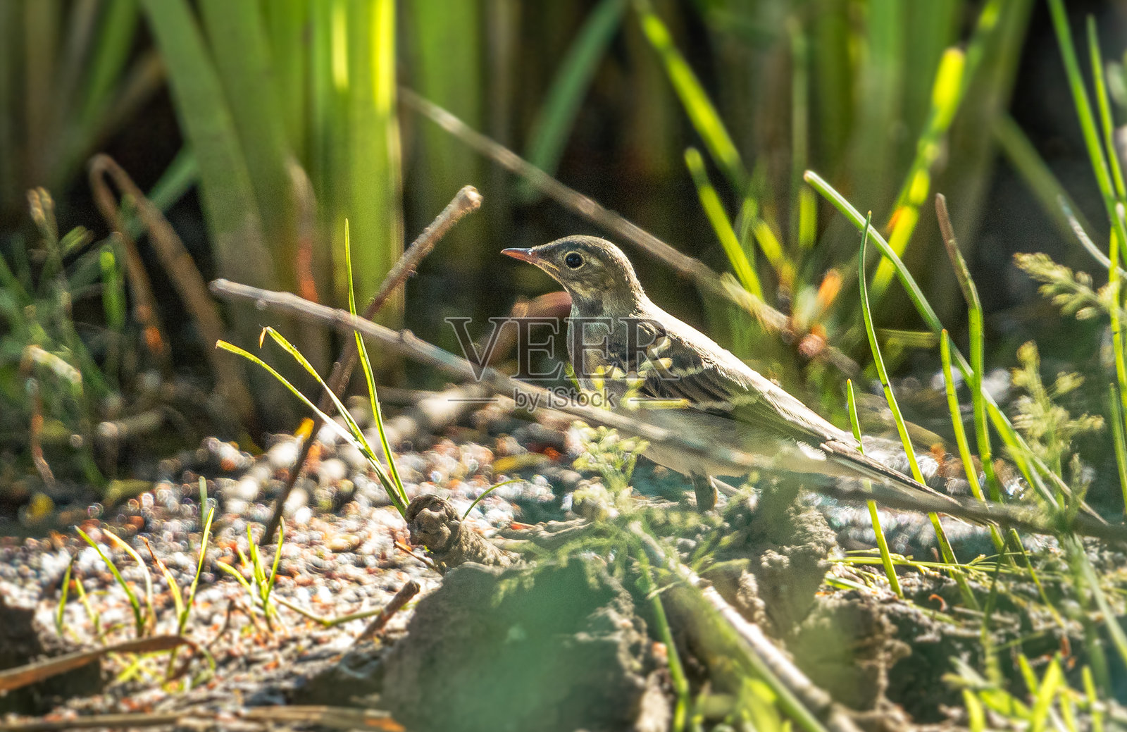 野生鸟类照片摄影图片
