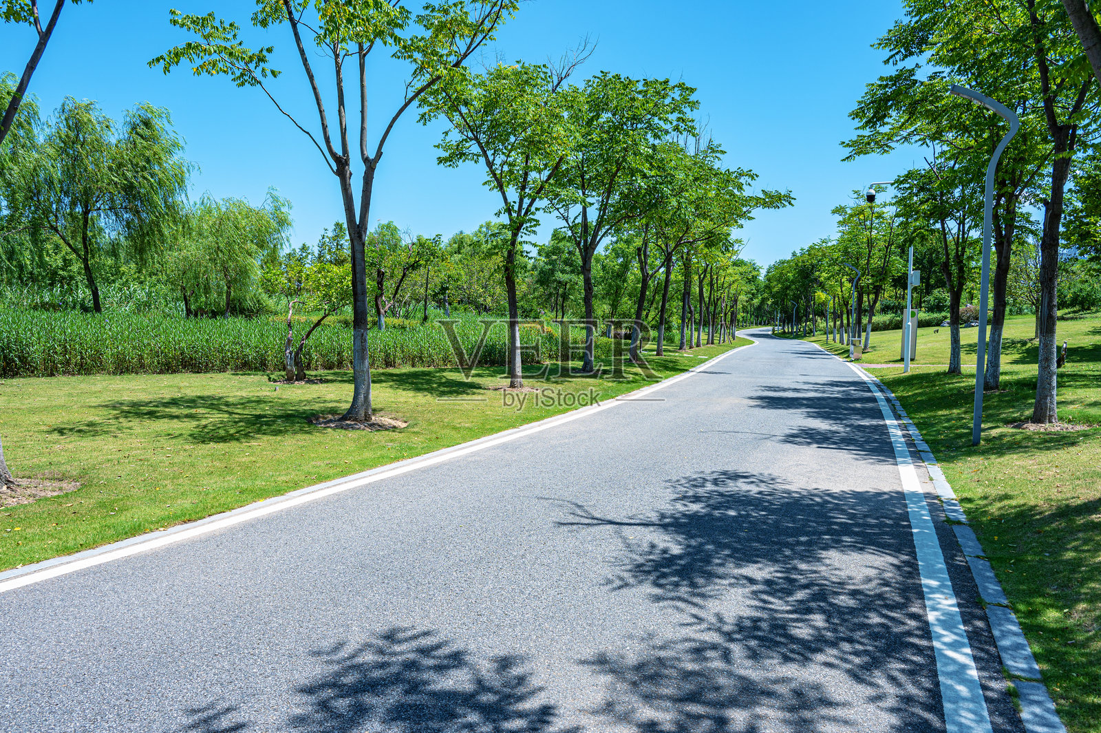 弯曲的沥青道路穿过绿色城市公园照片摄影图片