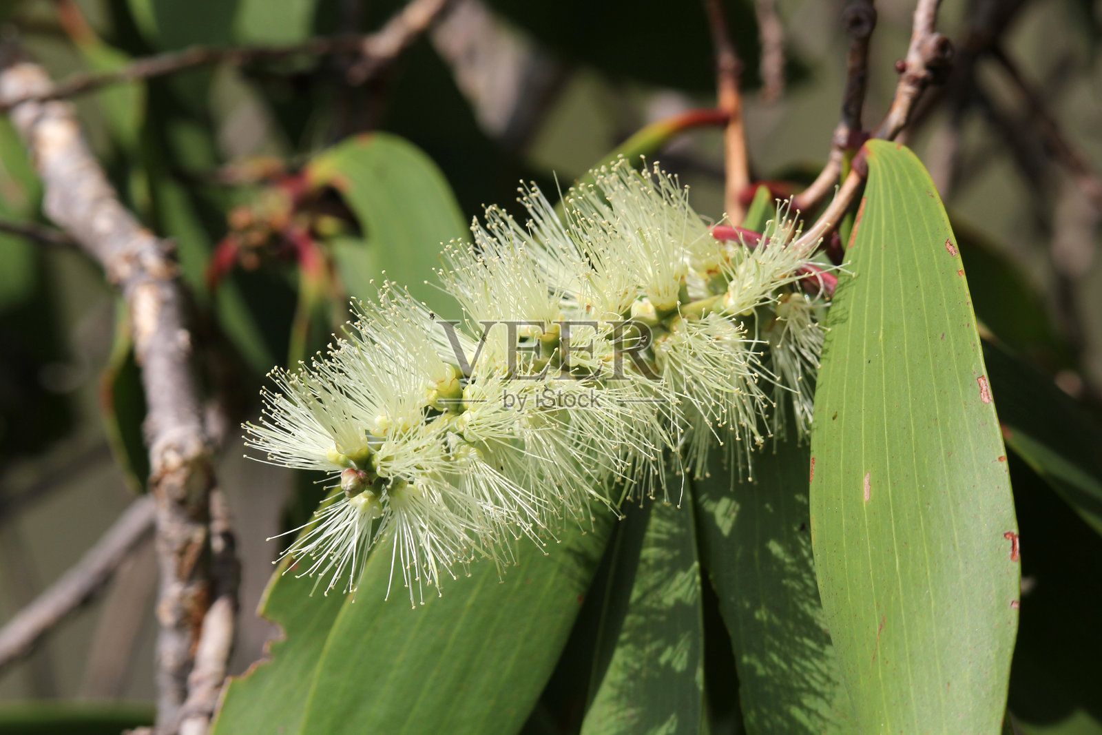 澳大利亚花园中的白色花朵与茶树植物照片摄影图片