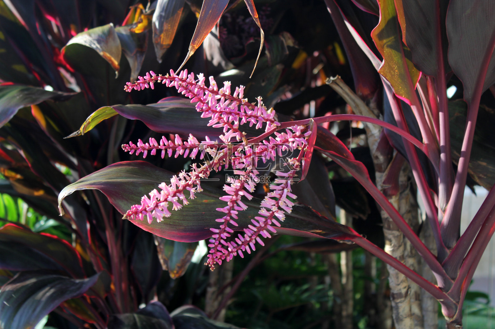 热带花园中的红花龙血树照片摄影图片