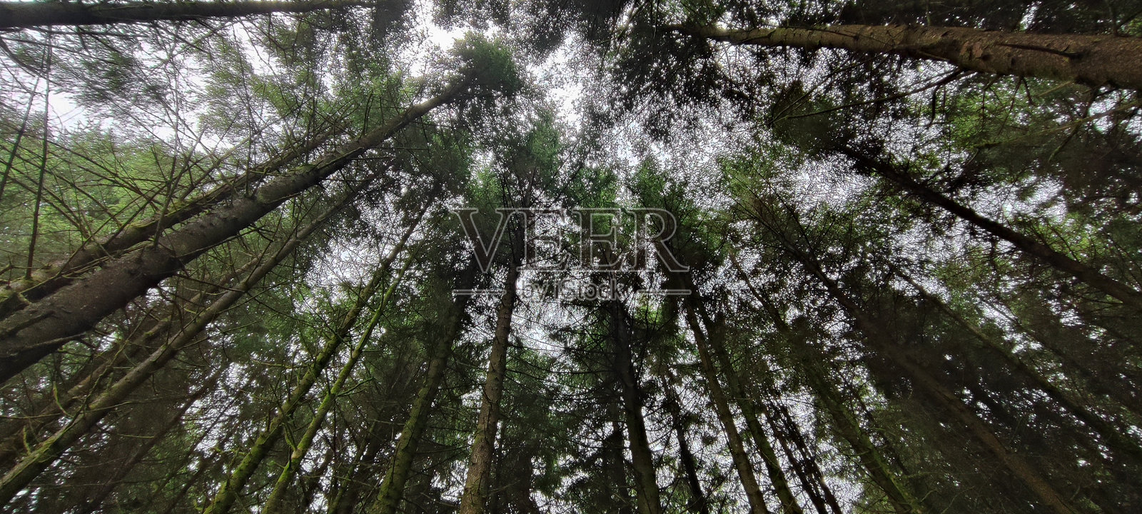 仰望树冠，蓝天和白云，自然，天然，森林。照片摄影图片