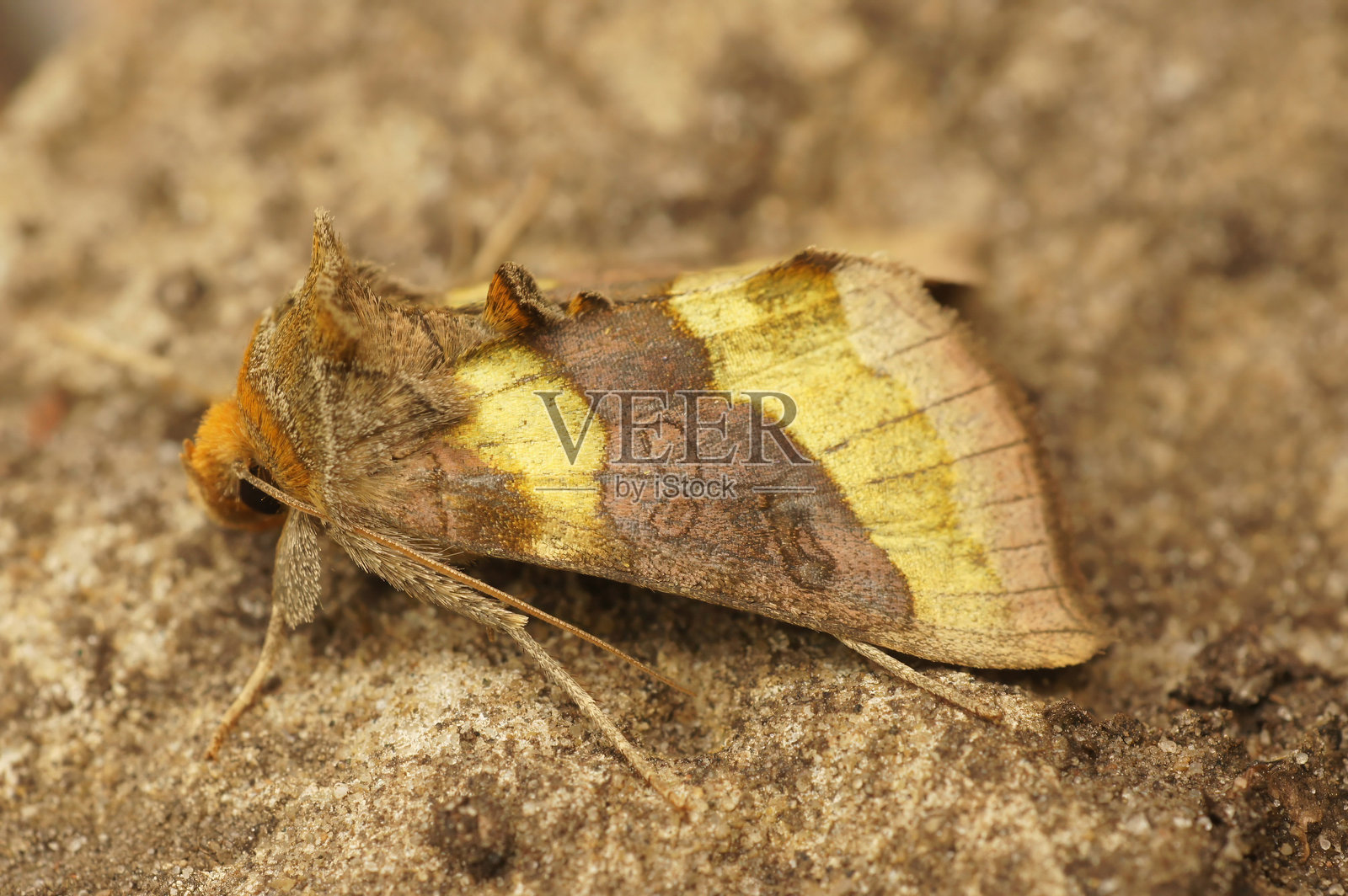 特写一只色彩斑斓的欧洲抛光黄铜蛾，学名Diachrysia chrysitis，栖息在木头上。照片摄影图片