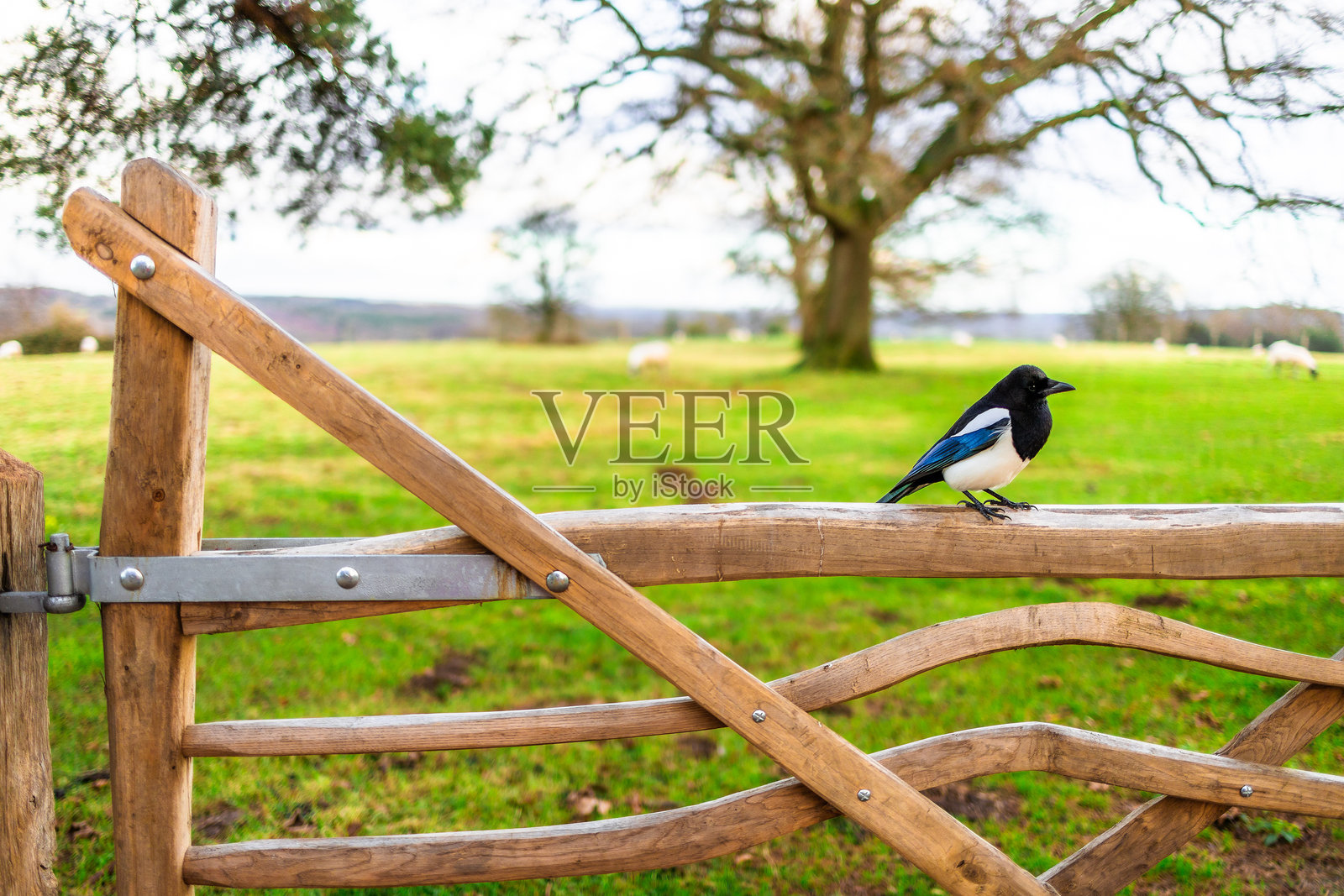 一只喜鹊栖息在乡村的木栅栏上照片摄影图片