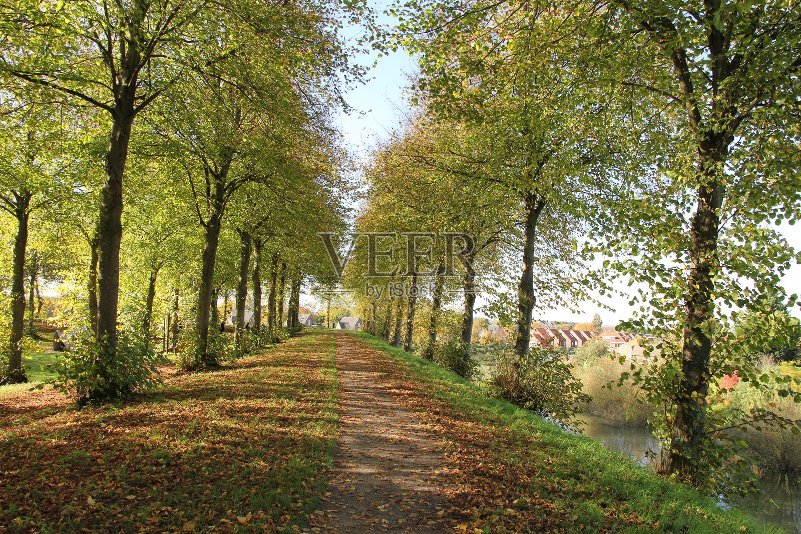 秋天阳光明媚的日子里，两排树木旁的美丽步道照片摄影图片