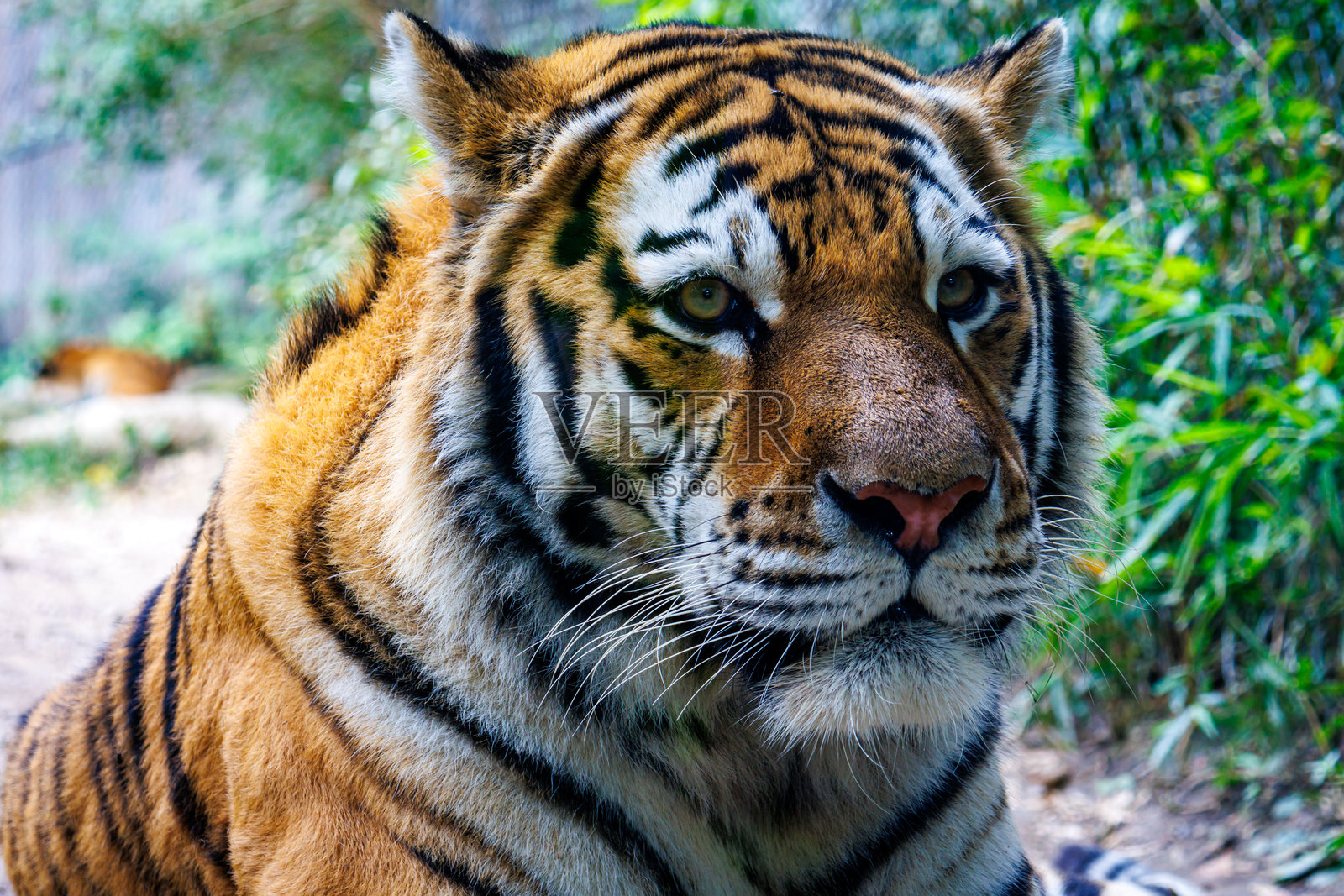 西伯利亚虎（Panthera tigris altaica）照片摄影图片