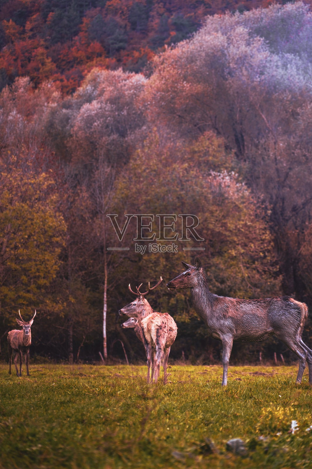 自然中的鹿照片摄影图片