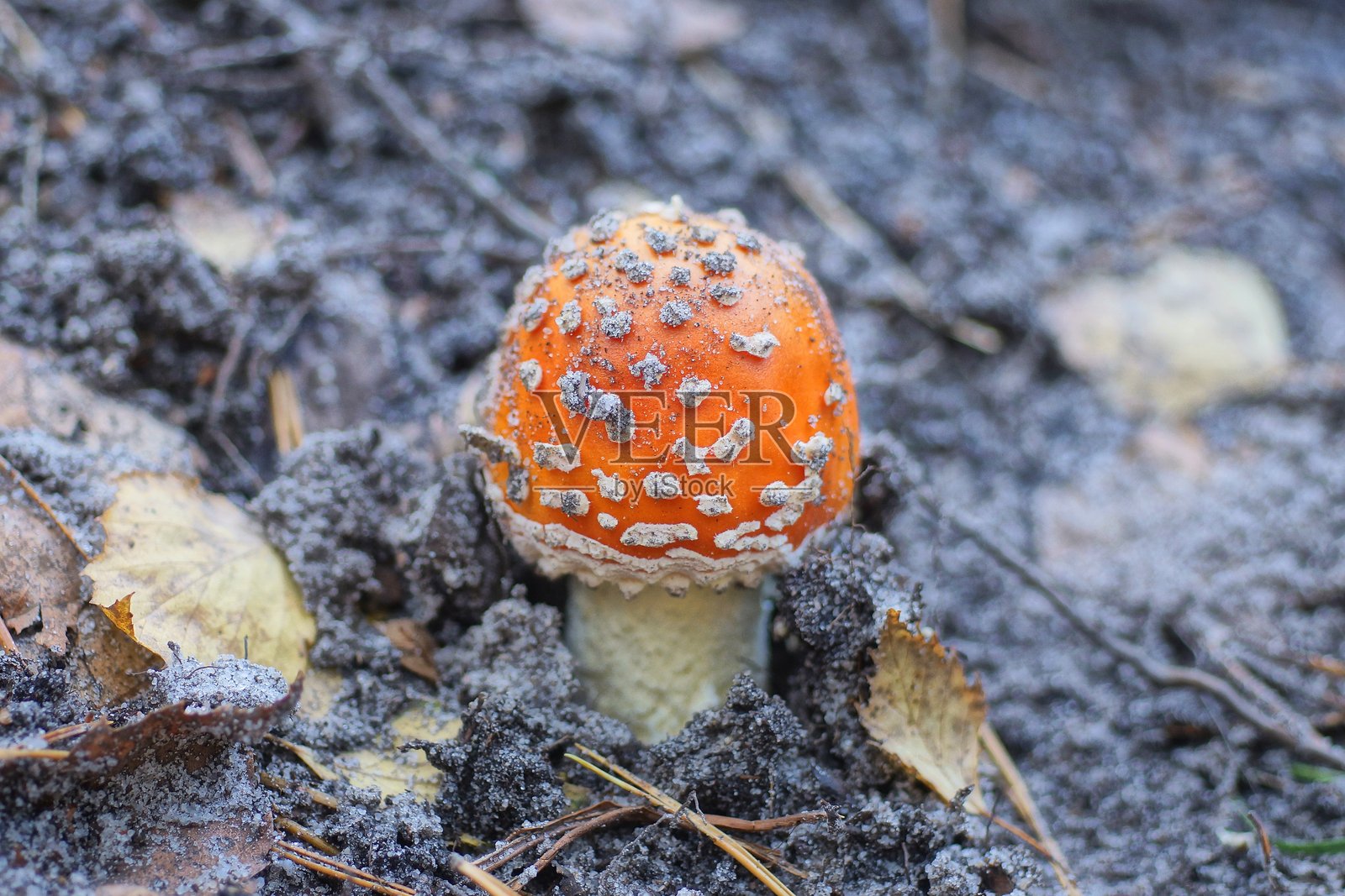 一朵红色的大苍蝇伞蘑菇生长在灰色干燥的土壤中照片摄影图片