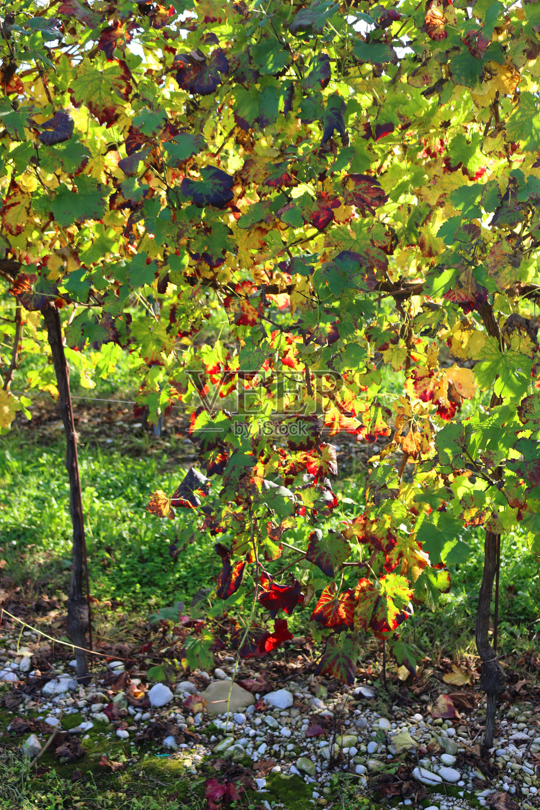 秋天的皮诺葡萄园中红色和黄色的藤叶。葡萄品种：Vitis vinifera照片摄影图片