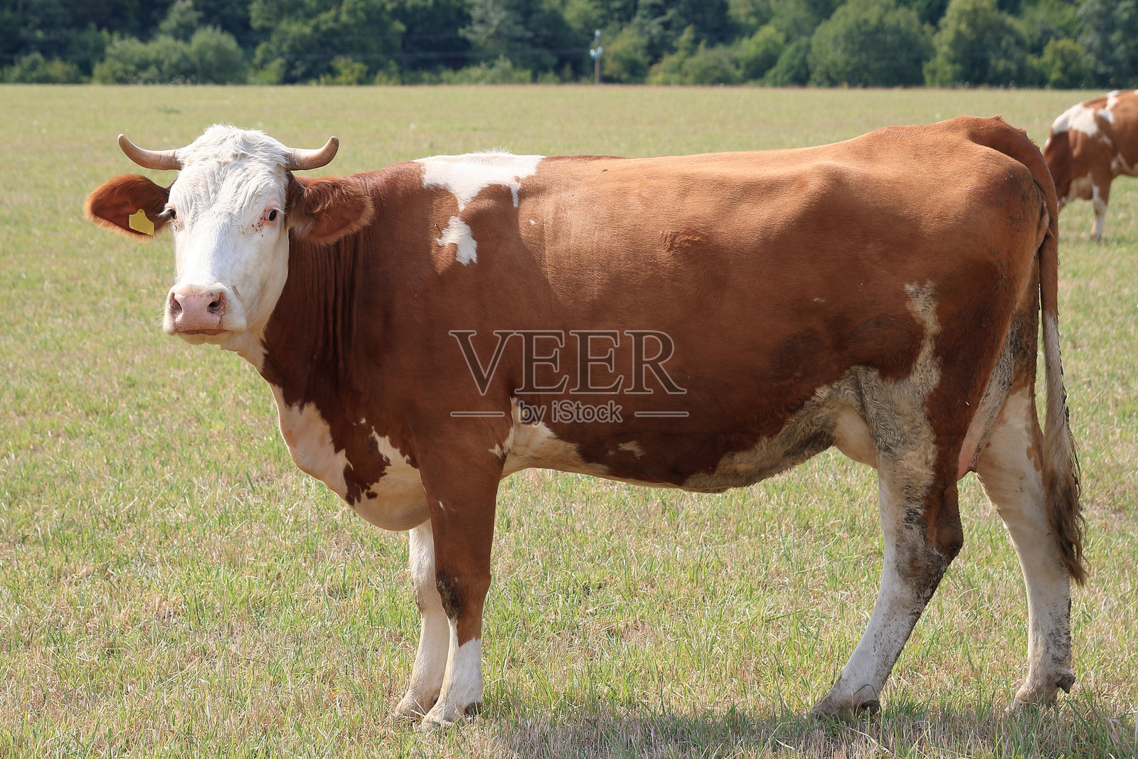 吃草的牛。照片摄影图片