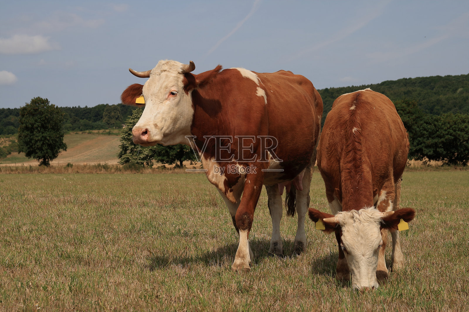吃草的牛。照片摄影图片