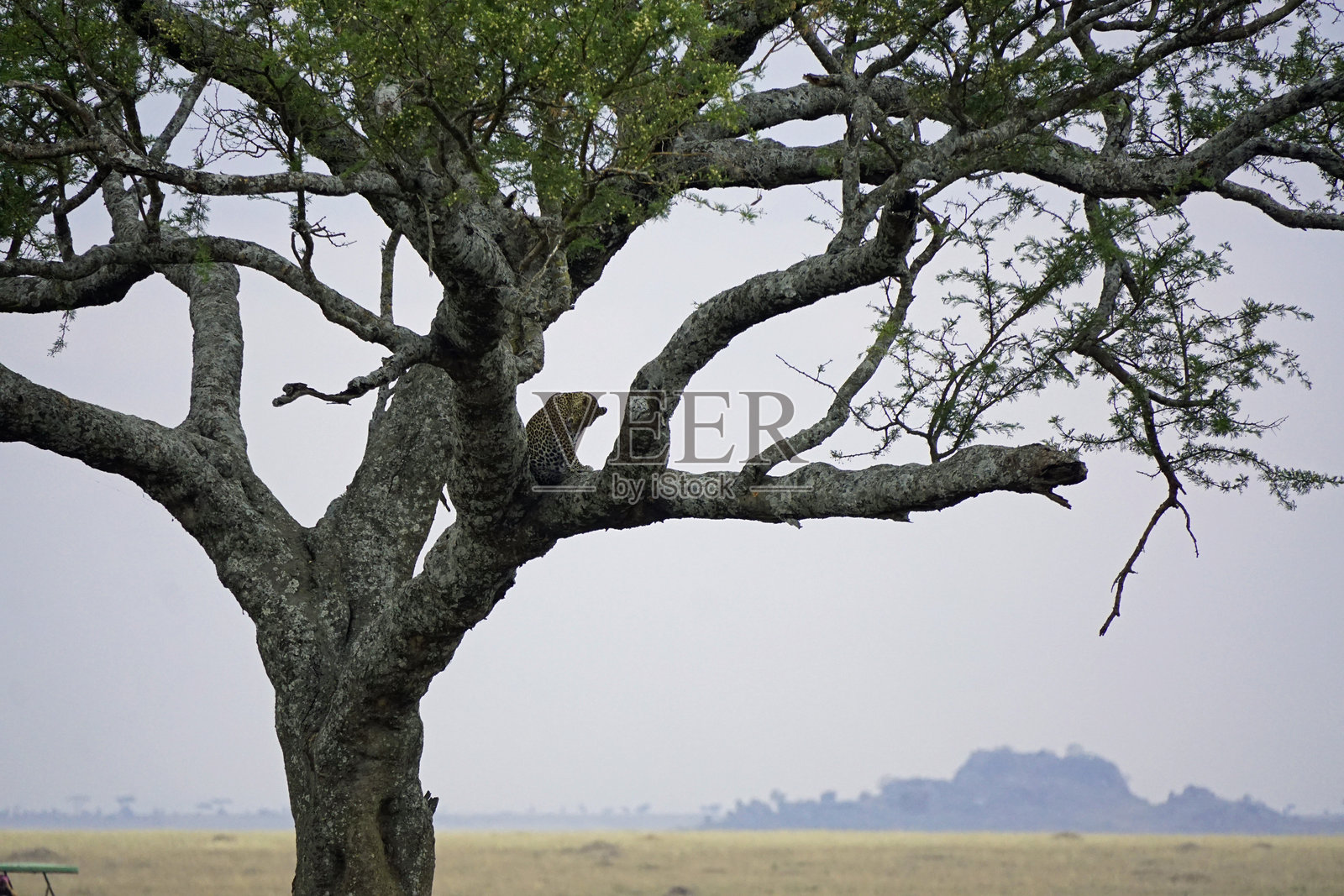 坦桑尼亚野生动物照片摄影图片