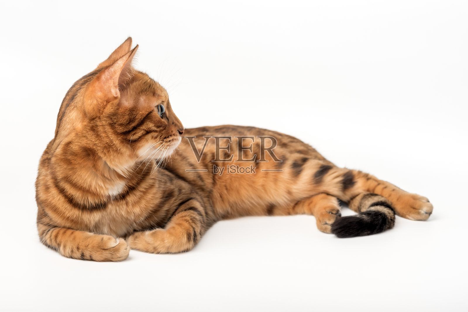 孤立在白色背景上的孟加拉猫用于广告。照片摄影图片