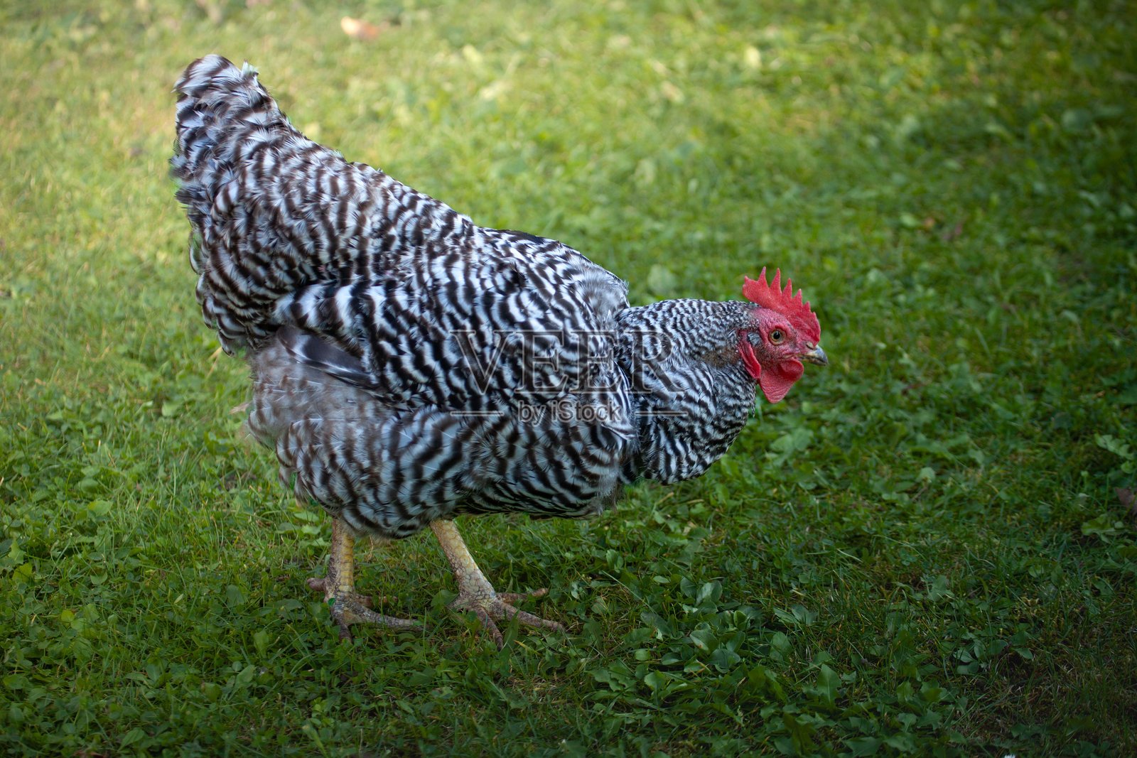 花园里的阿姆罗克鸡照片摄影图片