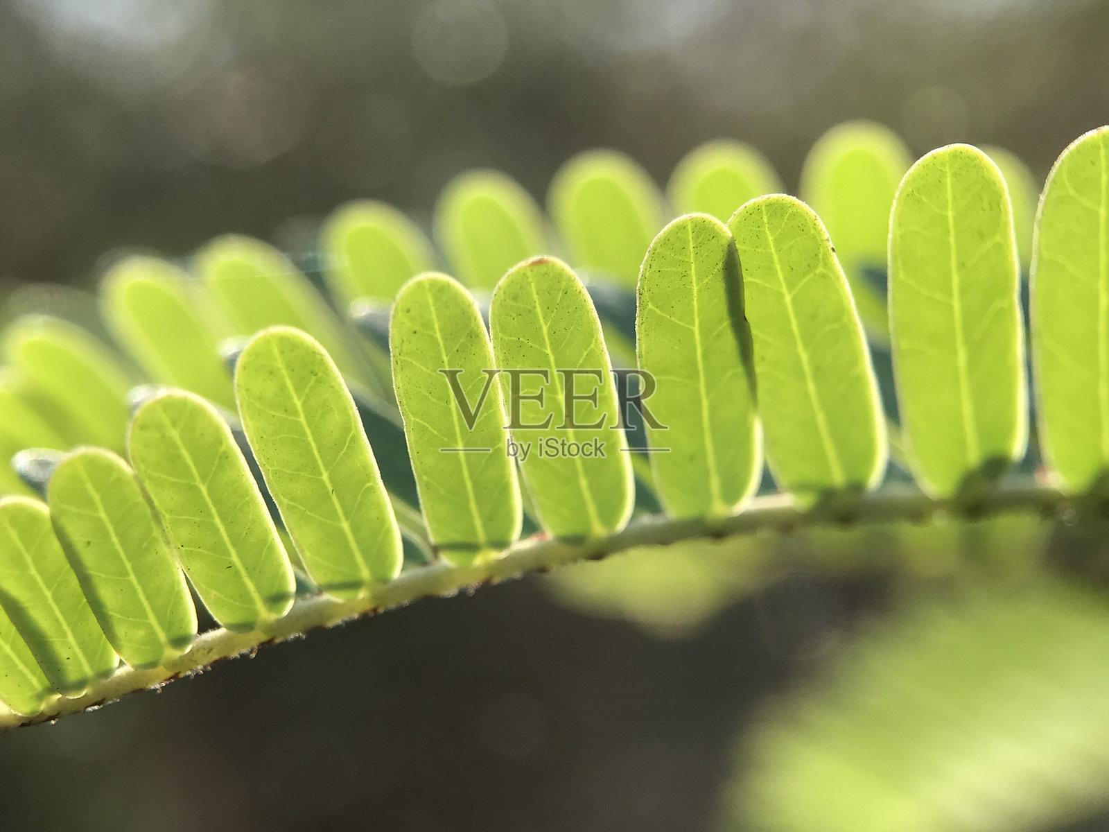 宏观蕨类植物叶子照片摄影图片