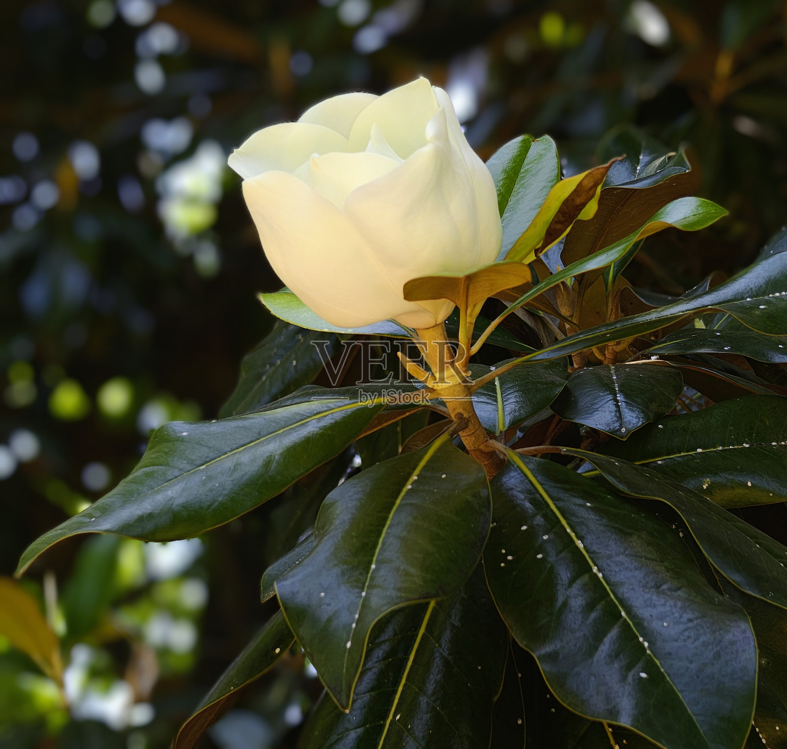 Gardenia thumbergia照片摄影图片