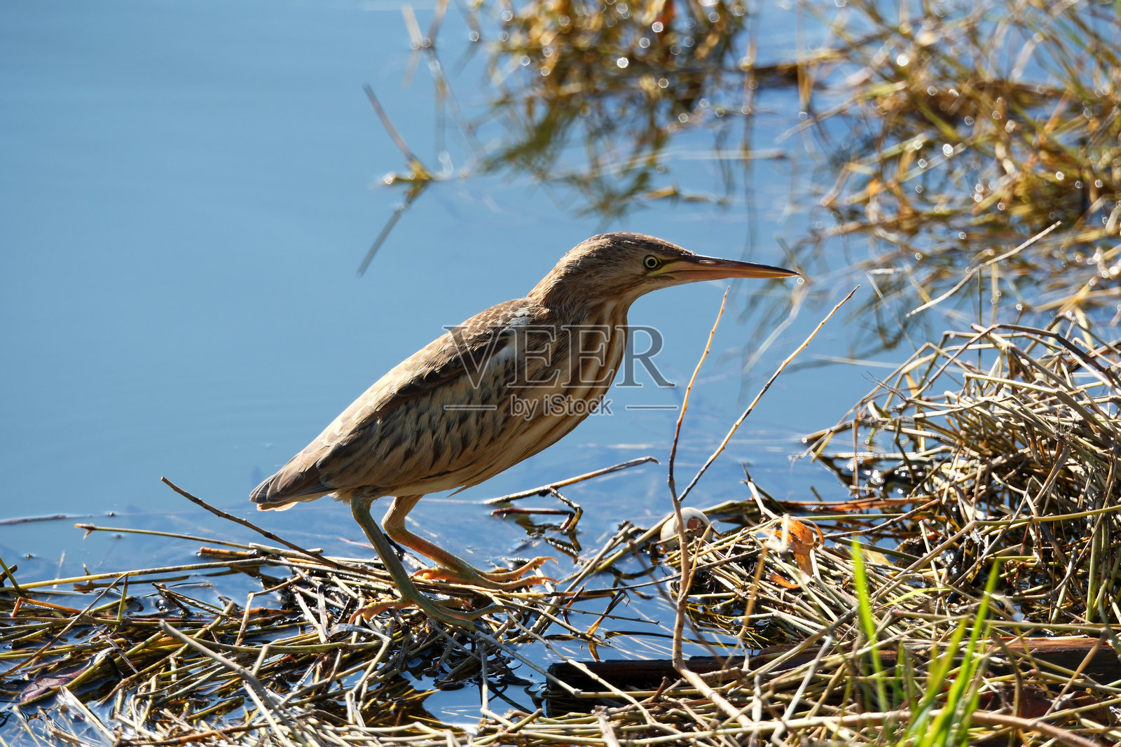 湖上的苍鹭。小苍鹭（Botaurus minutus）照片摄影图片