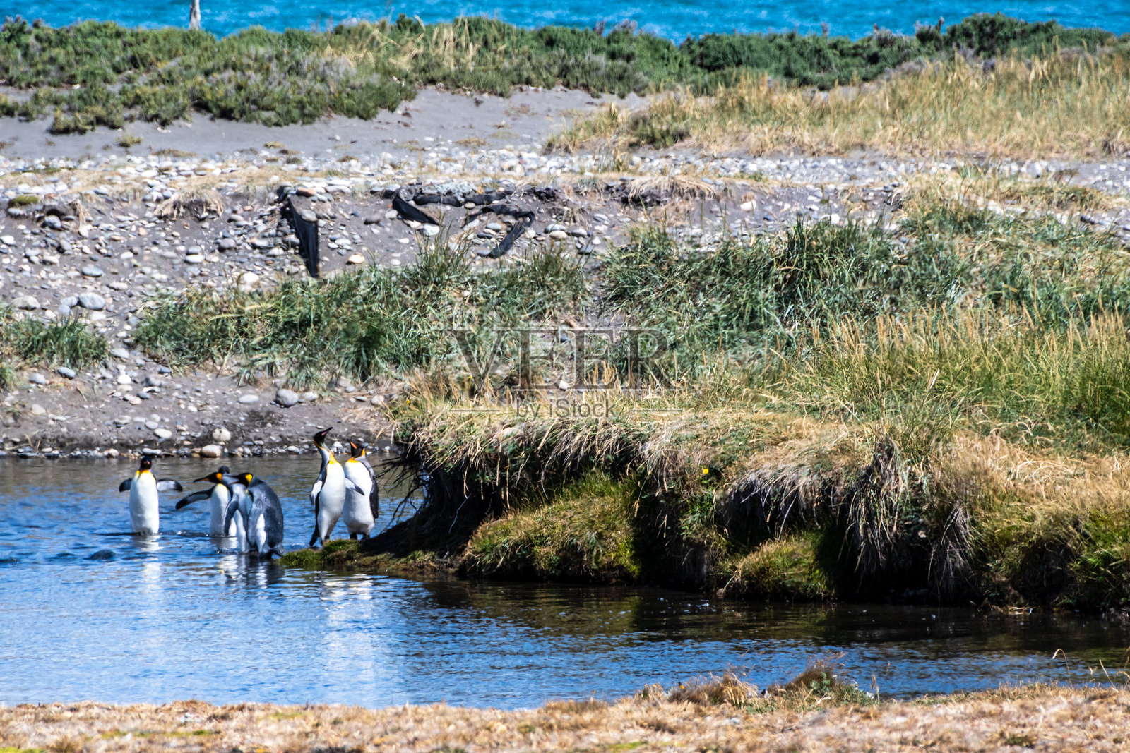 火地岛上的国王企鹅群落照片摄影图片