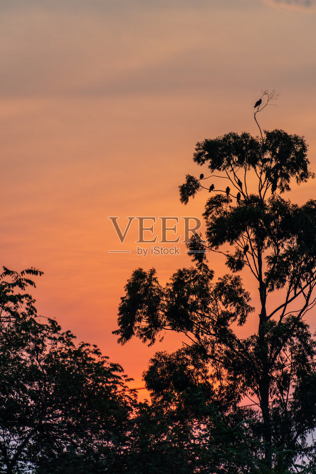 坦桑尼亚西部的日落照片摄影图片