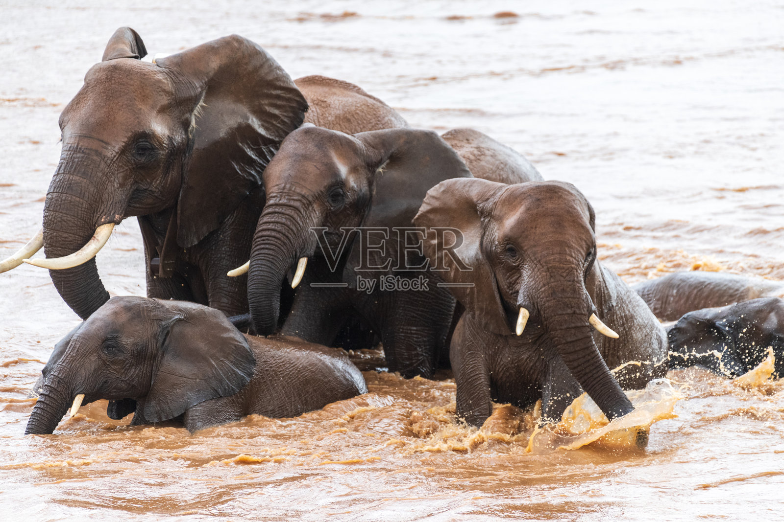 桑布鲁国家保护区的非洲象照片摄影图片