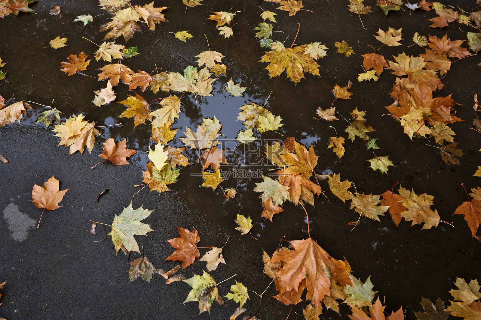秋天雨天的水洼中落下的枫叶照片摄影图片