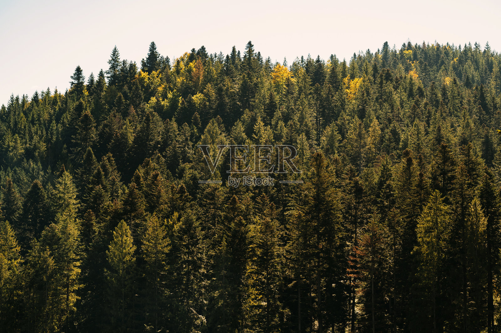 令人惊叹的郁郁葱葱的森林景观，展示了秋季的生动色彩照片摄影图片