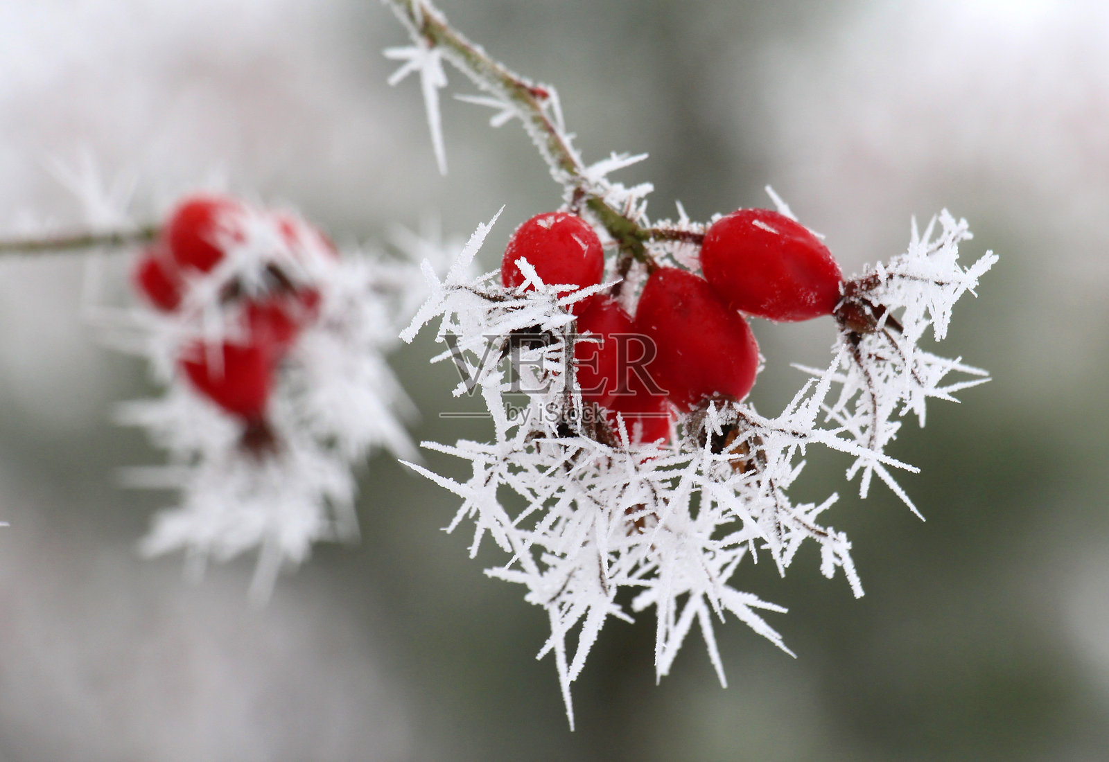 冬季植物上的霜和冰霜照片摄影图片
