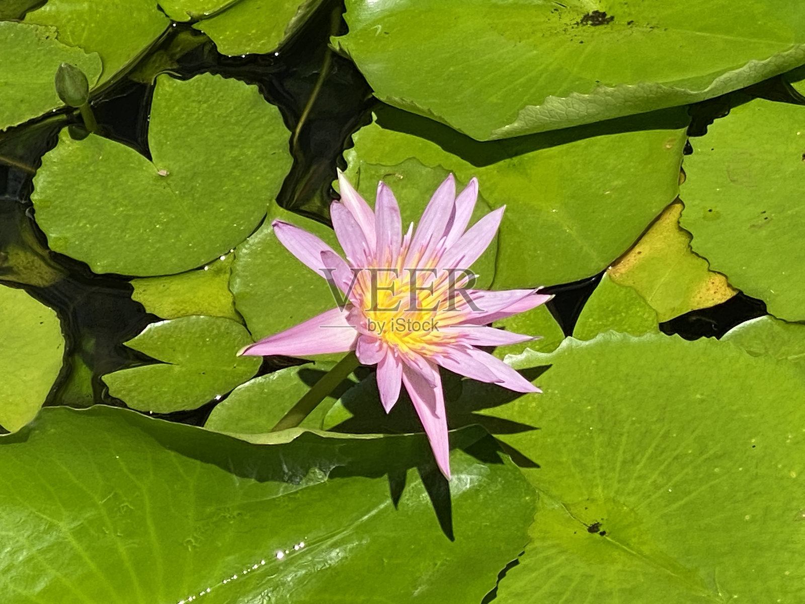 花卉之美照片摄影图片