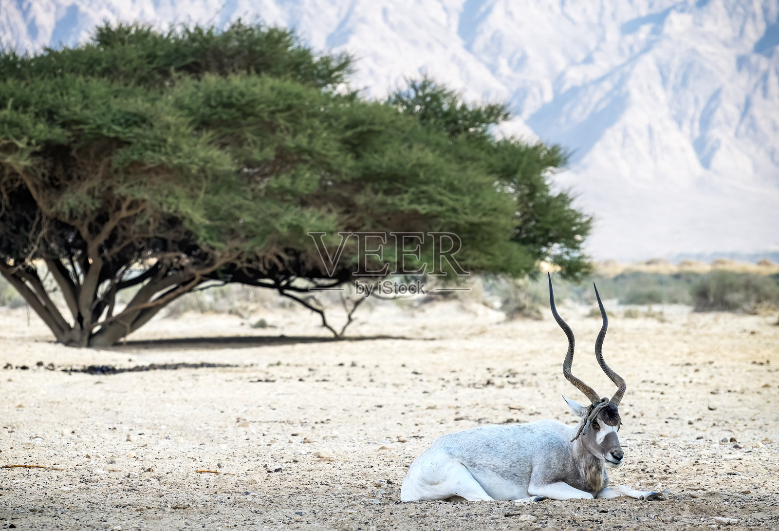阿达克斯羚羊（Addax nasomaculatus）在中东的自然沙漠保护区休息。照片摄影图片
