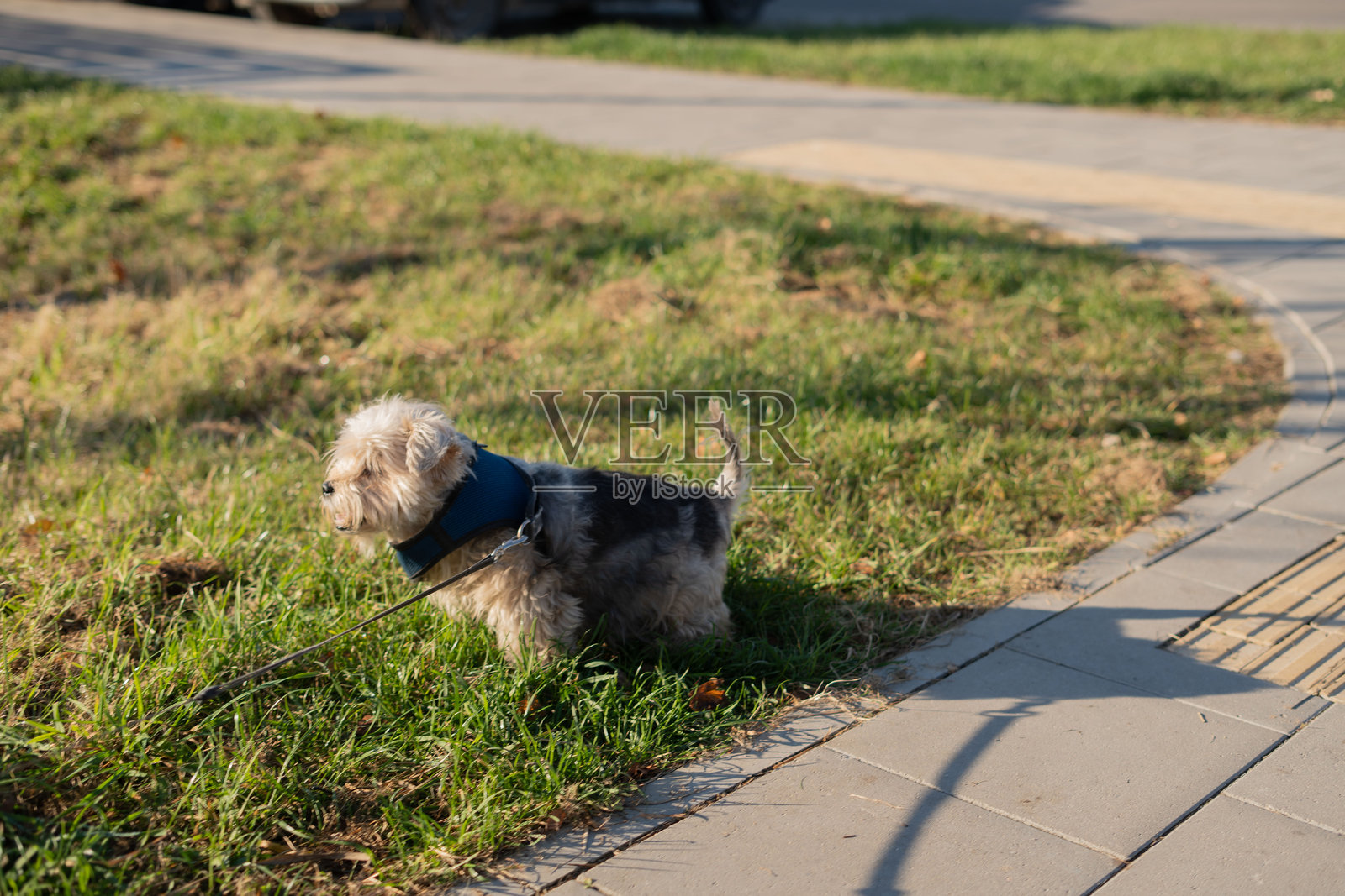 可爱的小狗在阳光明媚的日子里牵着绳子，悠闲地在宁静的公园环境中沿着铺好的小路探索草地。照片摄影图片