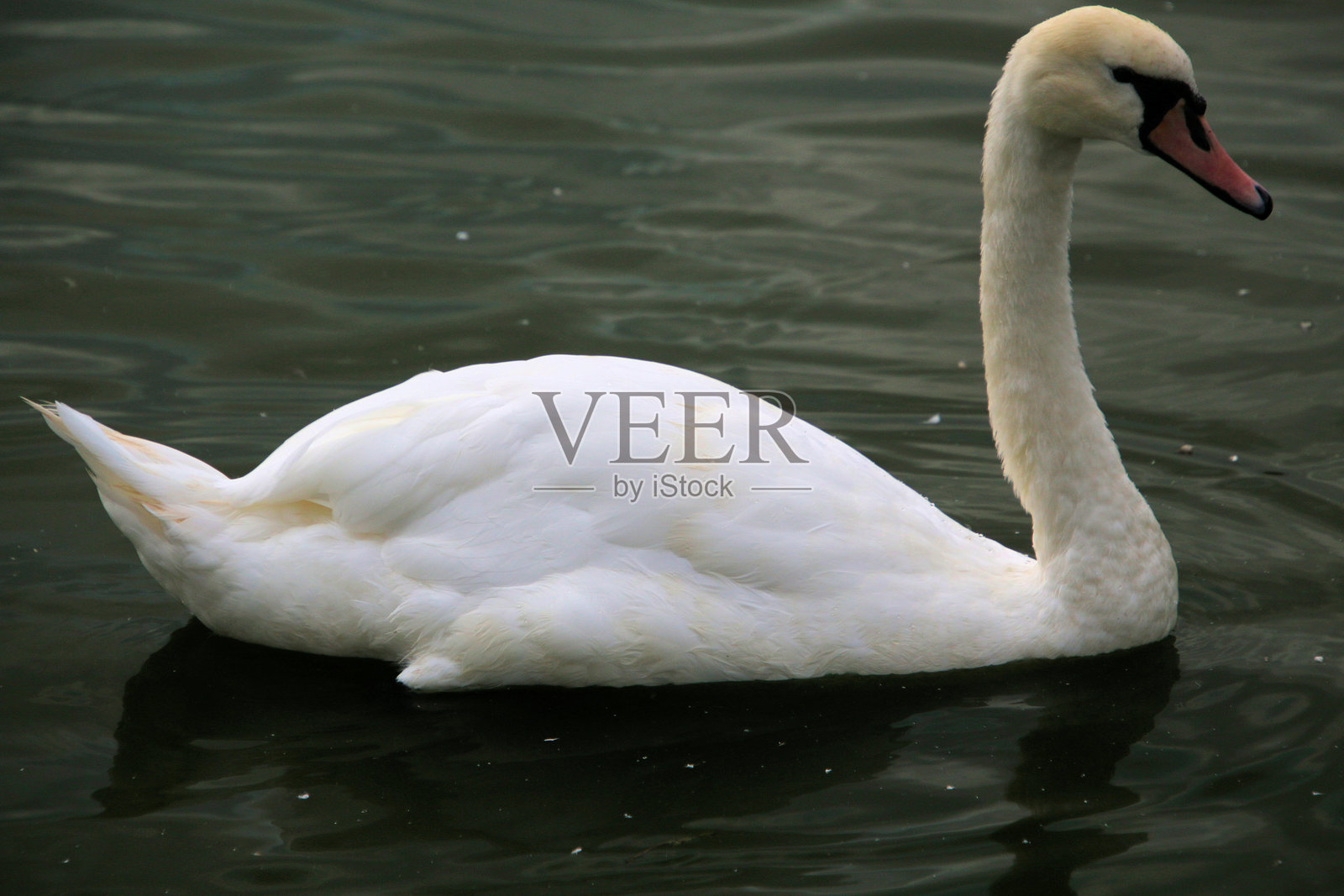 一只天鹅的景观照片摄影图片